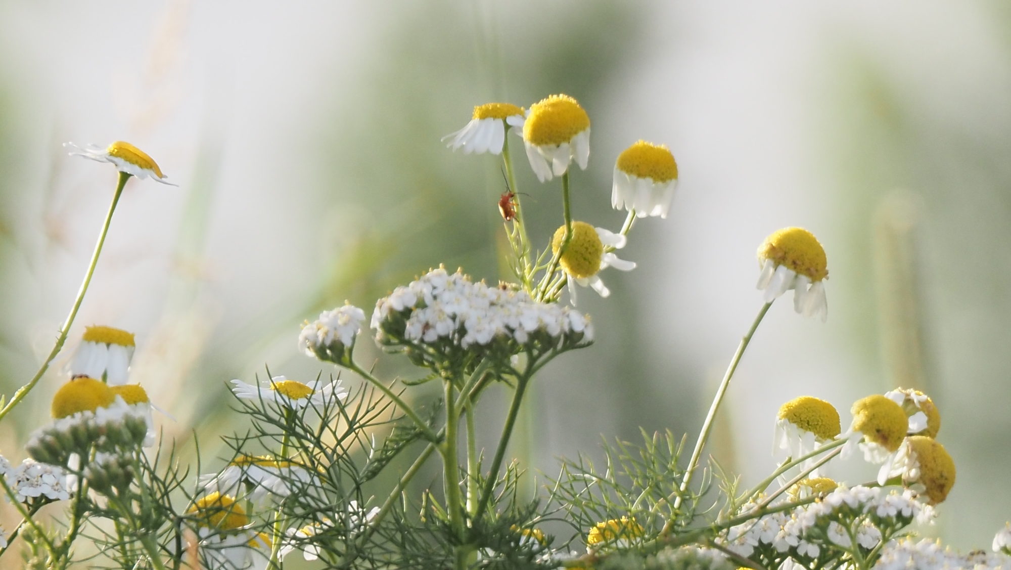 Valokuvaaja: Arja Valtonen