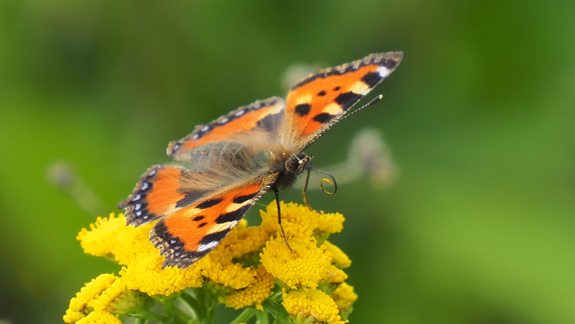 Valokuvaaja: Arja Valtonen