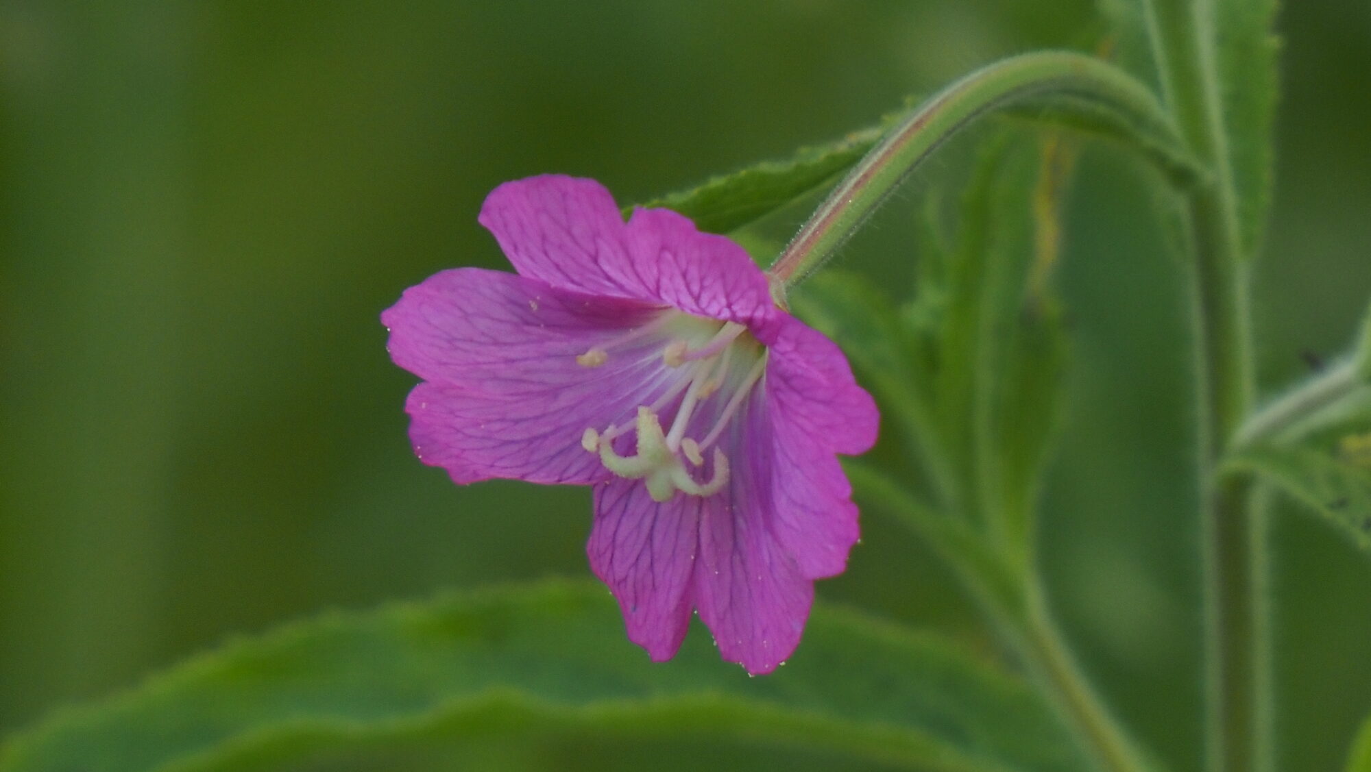 Valokuvaaja: Arja Valtonen