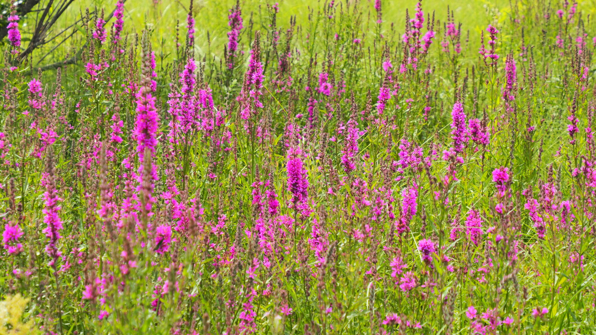 Valokuvaaja: Martti Valtonen Valokuvaaja: Martti Valtonen