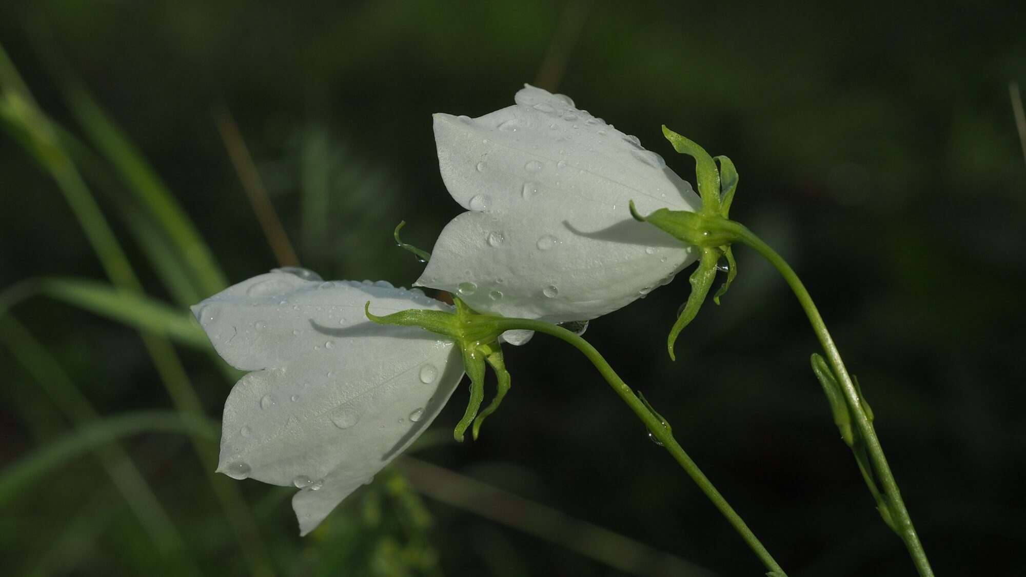 Valokuvaaja: Martti Valtonen
