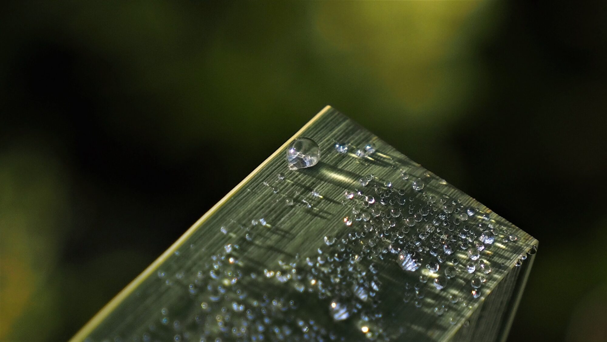 Valokuvaaja: Arja Valtonen