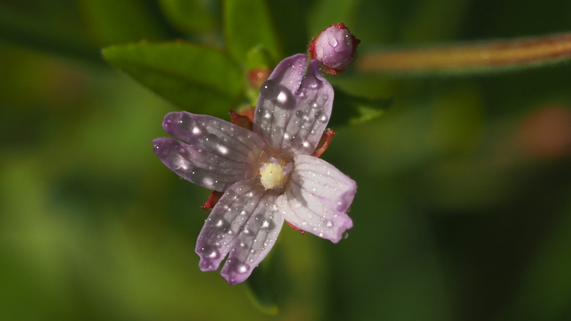 Valokuvaaja: Arja Valtonen