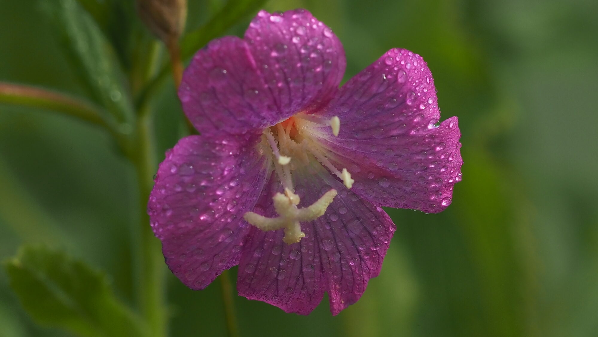 Valokuvaaja: Arja Valtonen