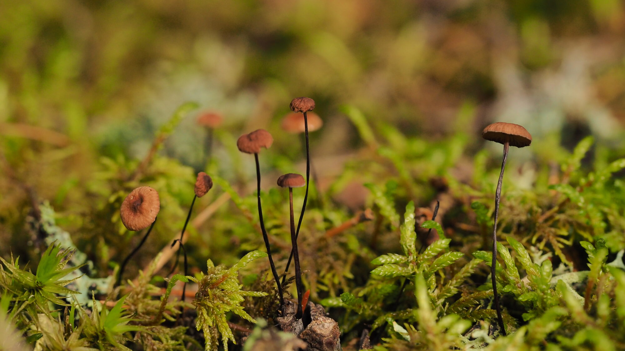 Valokuvaaja: Valtonen Martti