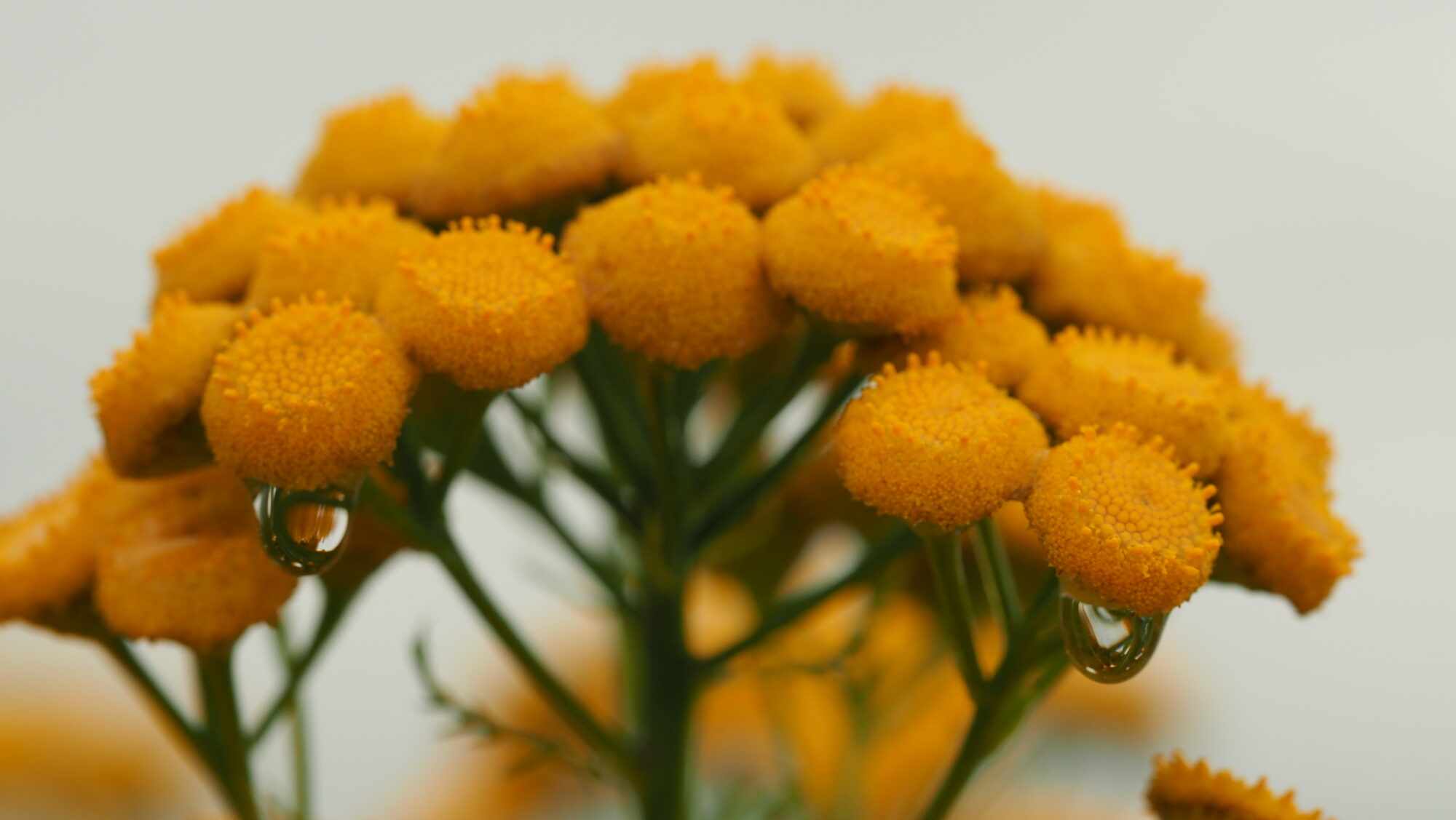 Valokuvaaja: Arja Valtonen