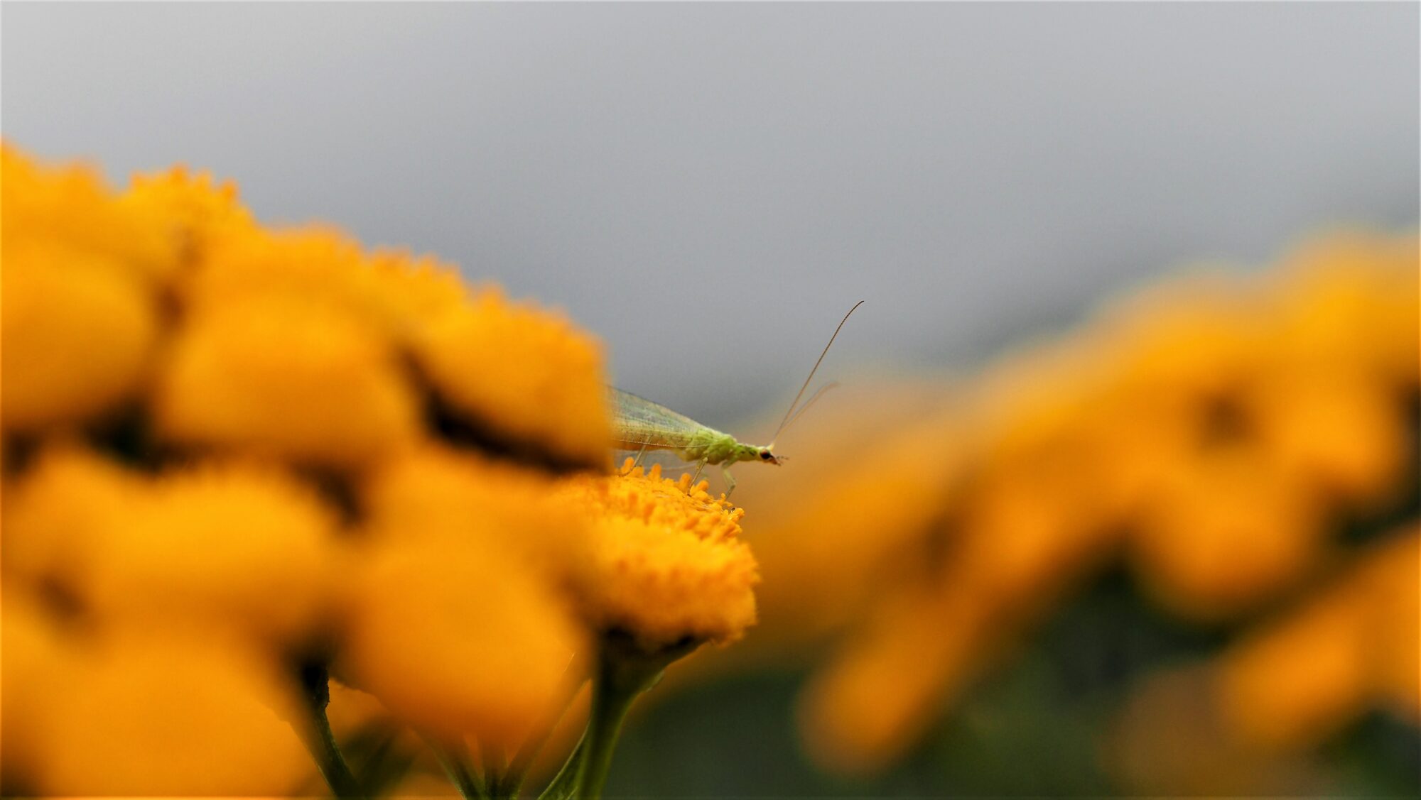 Valokuvaaja: Arja Valtonen Valokuvaaja: Arja Valtonen
