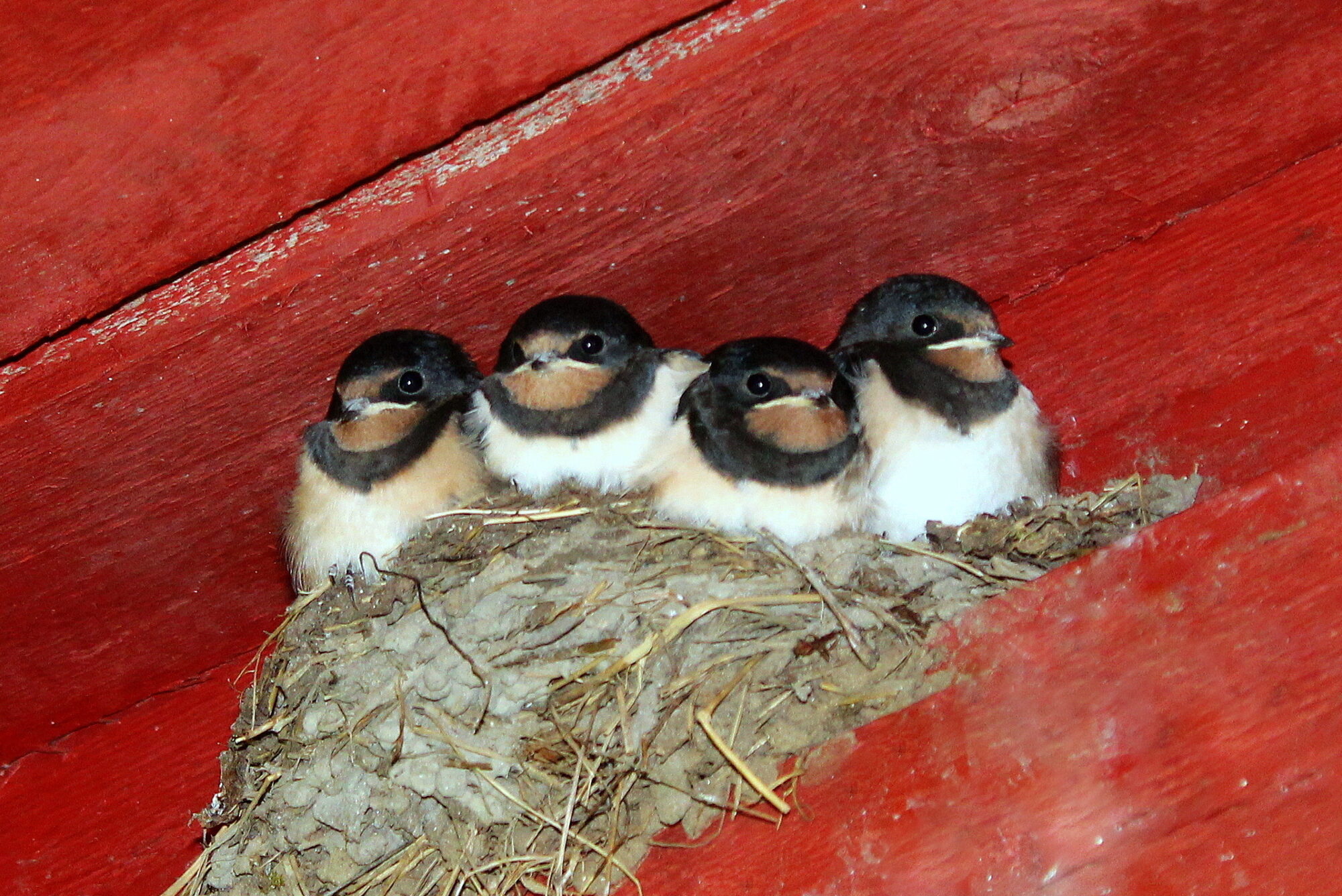 Valokuvaaja: Paula Savelius Valokuvaaja: Paula Savelius