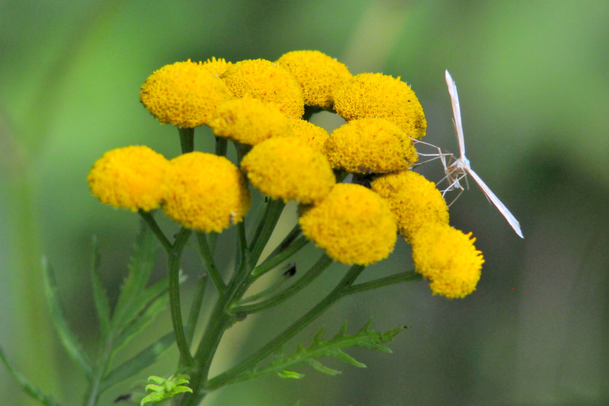 Valokuvaaja: Kaarlo Asikainen