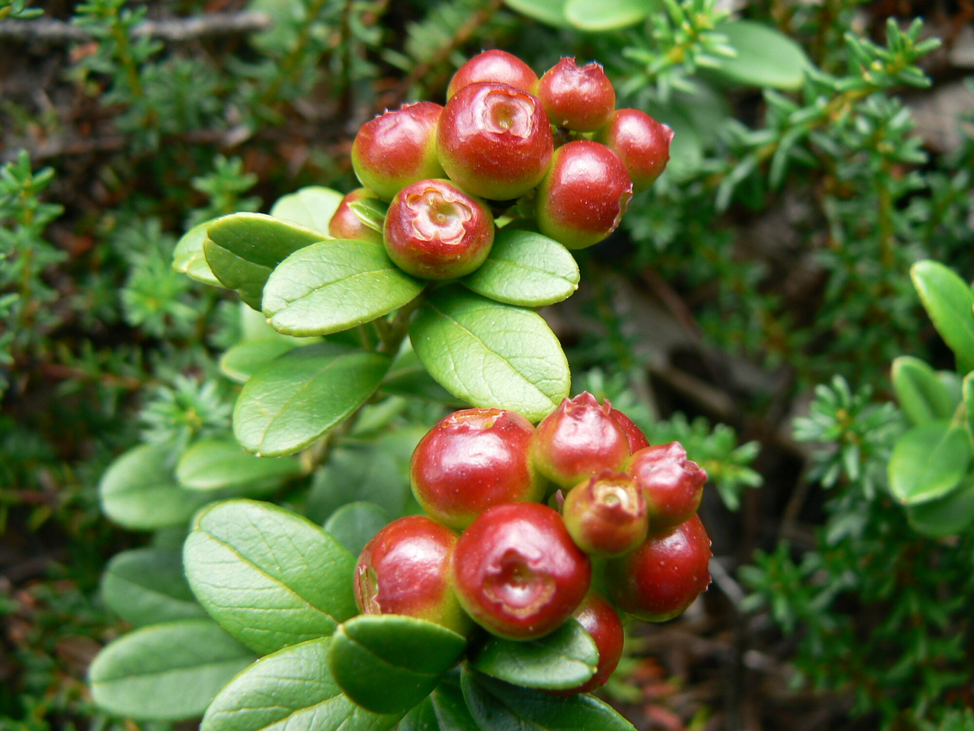 Valokuvaaja: Pekka Heino
