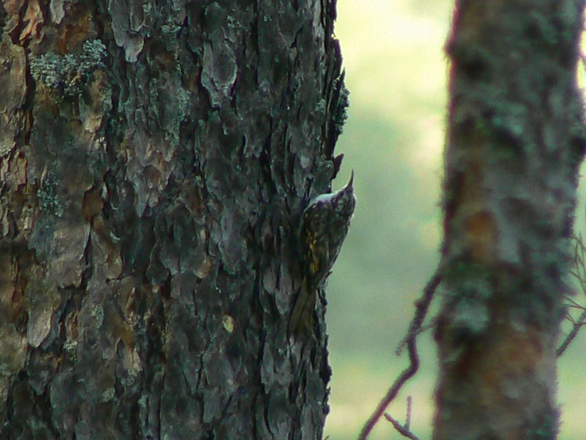 Valokuvaaja: Pekka Heino