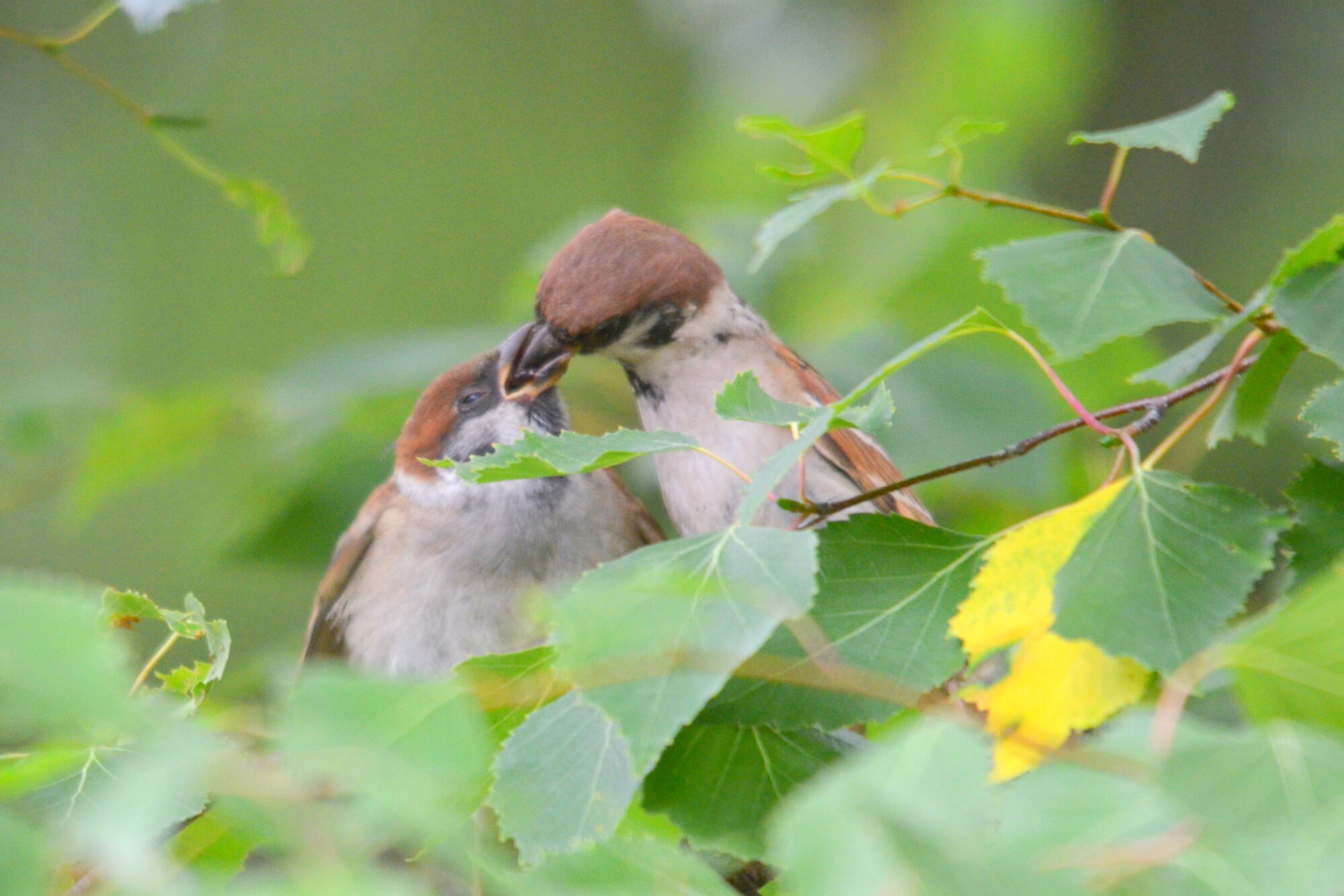 Valokuvaaja: Kaarlo Asikainen