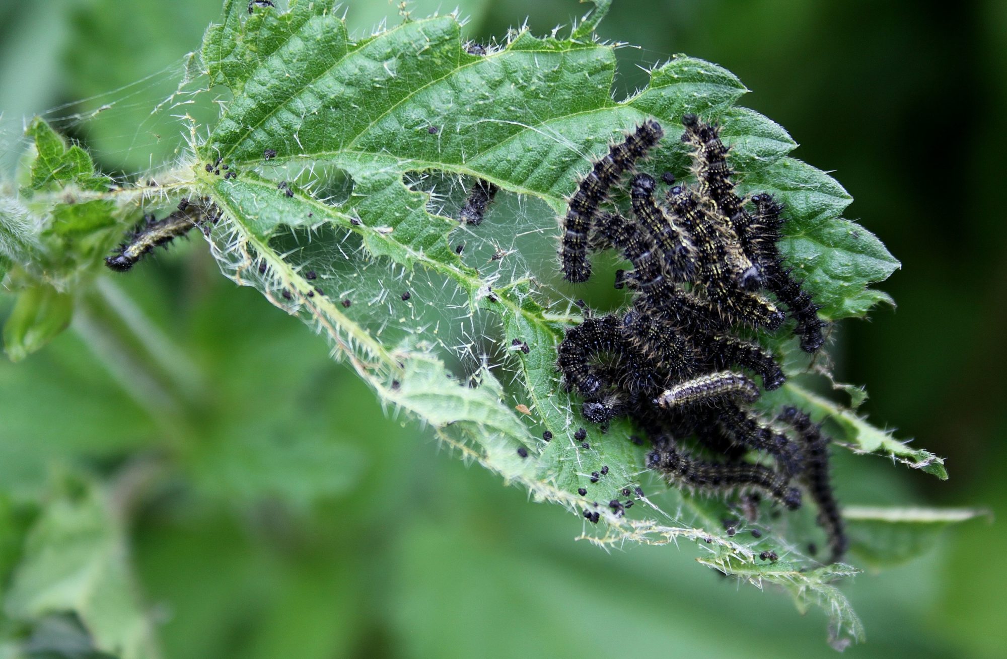 Valokuvaaja: Pirkko Siukonen Valokuvaaja: Pirkko Siukonen