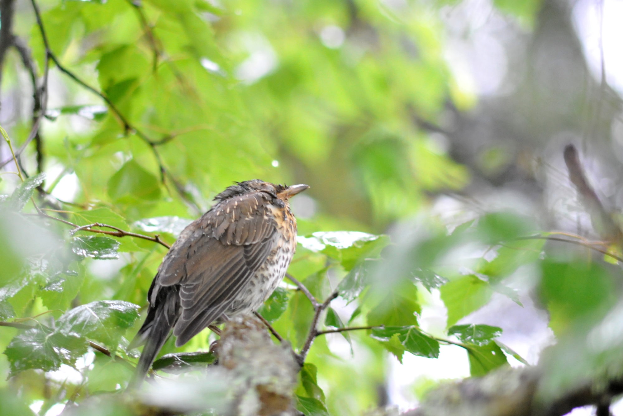 Valokuvaaja: Kaarlo Asikainen