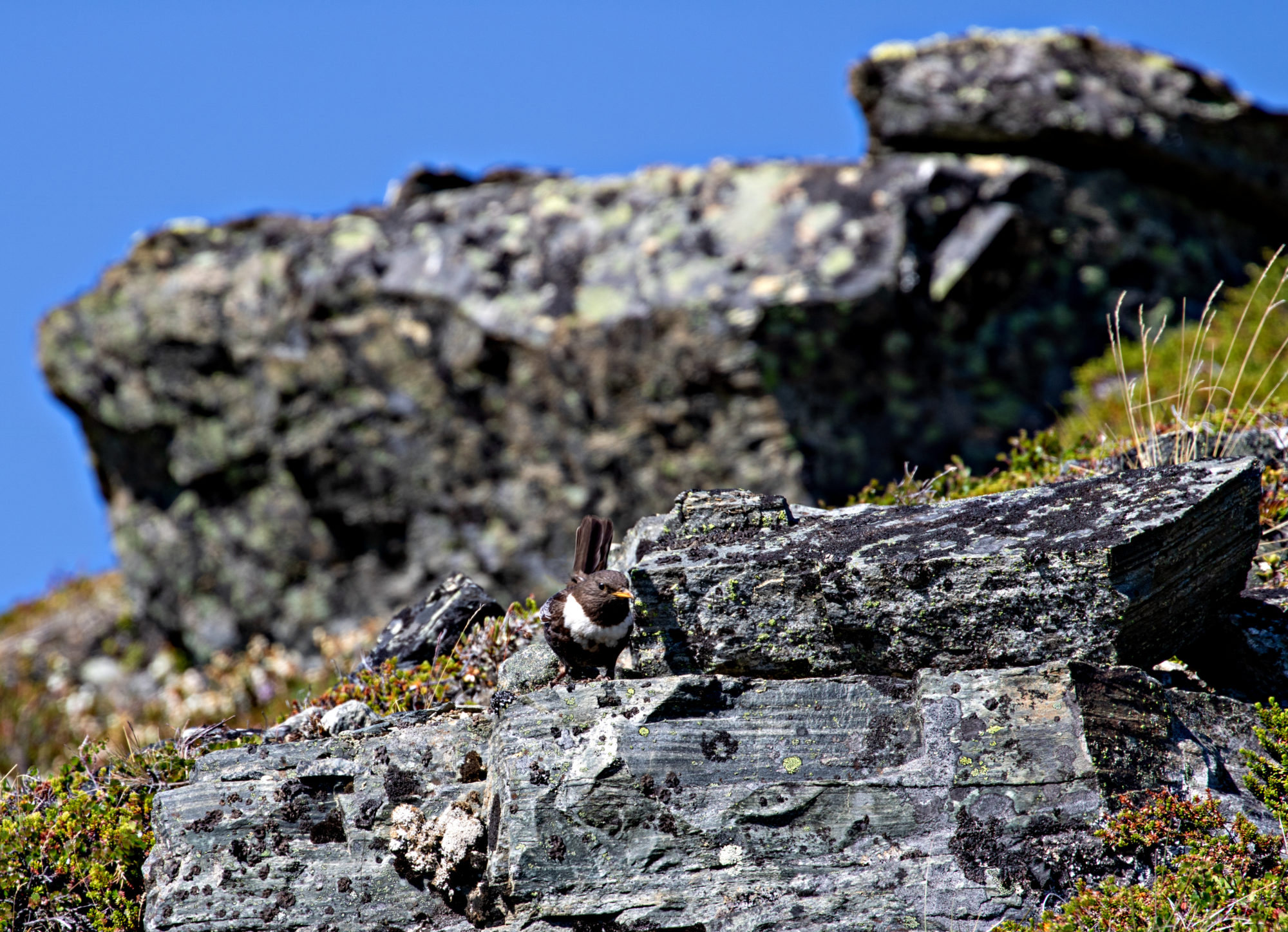 Valokuvaaja: Katri Niskanen