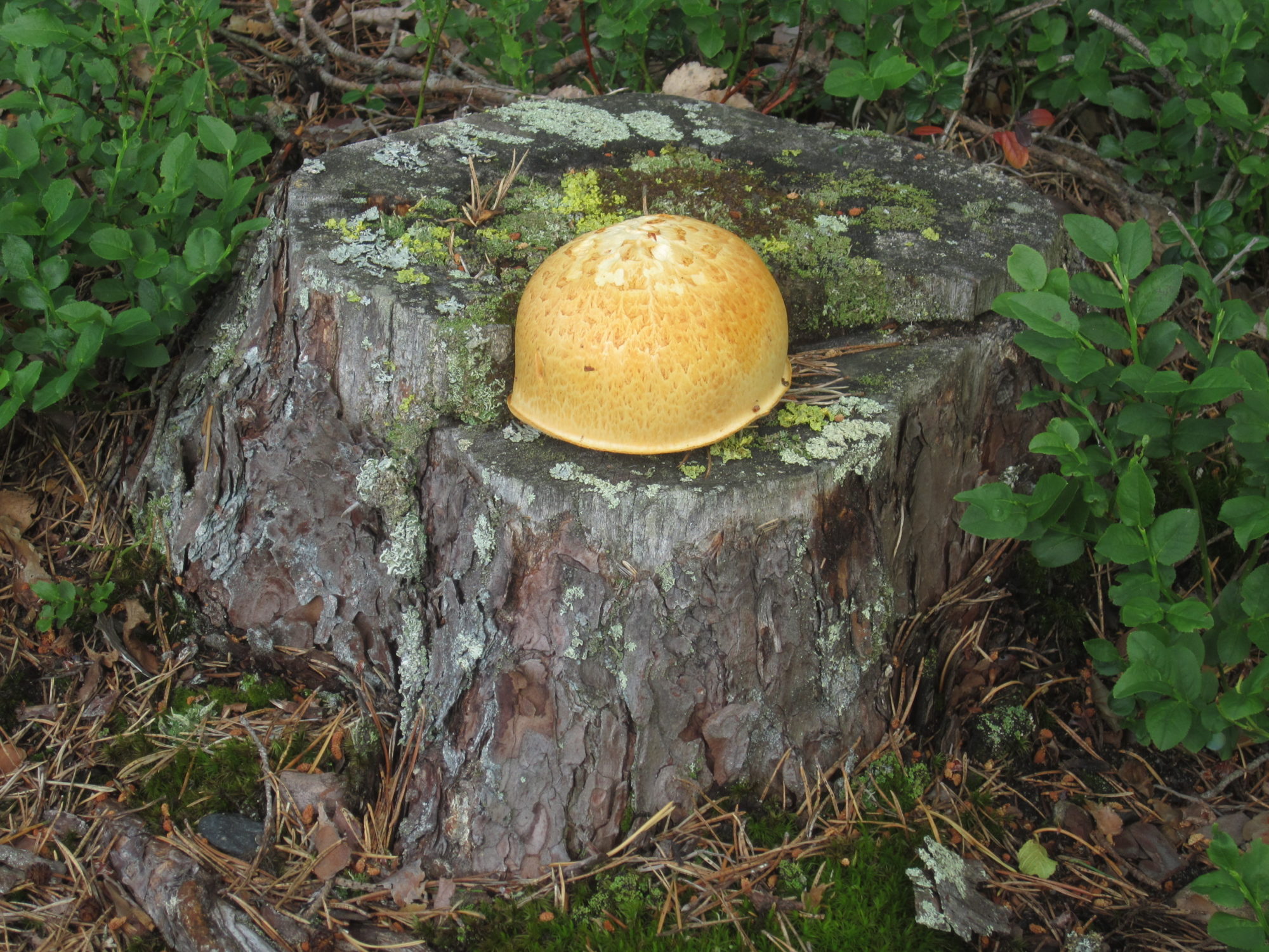 Valokuvaaja: Marita Portin