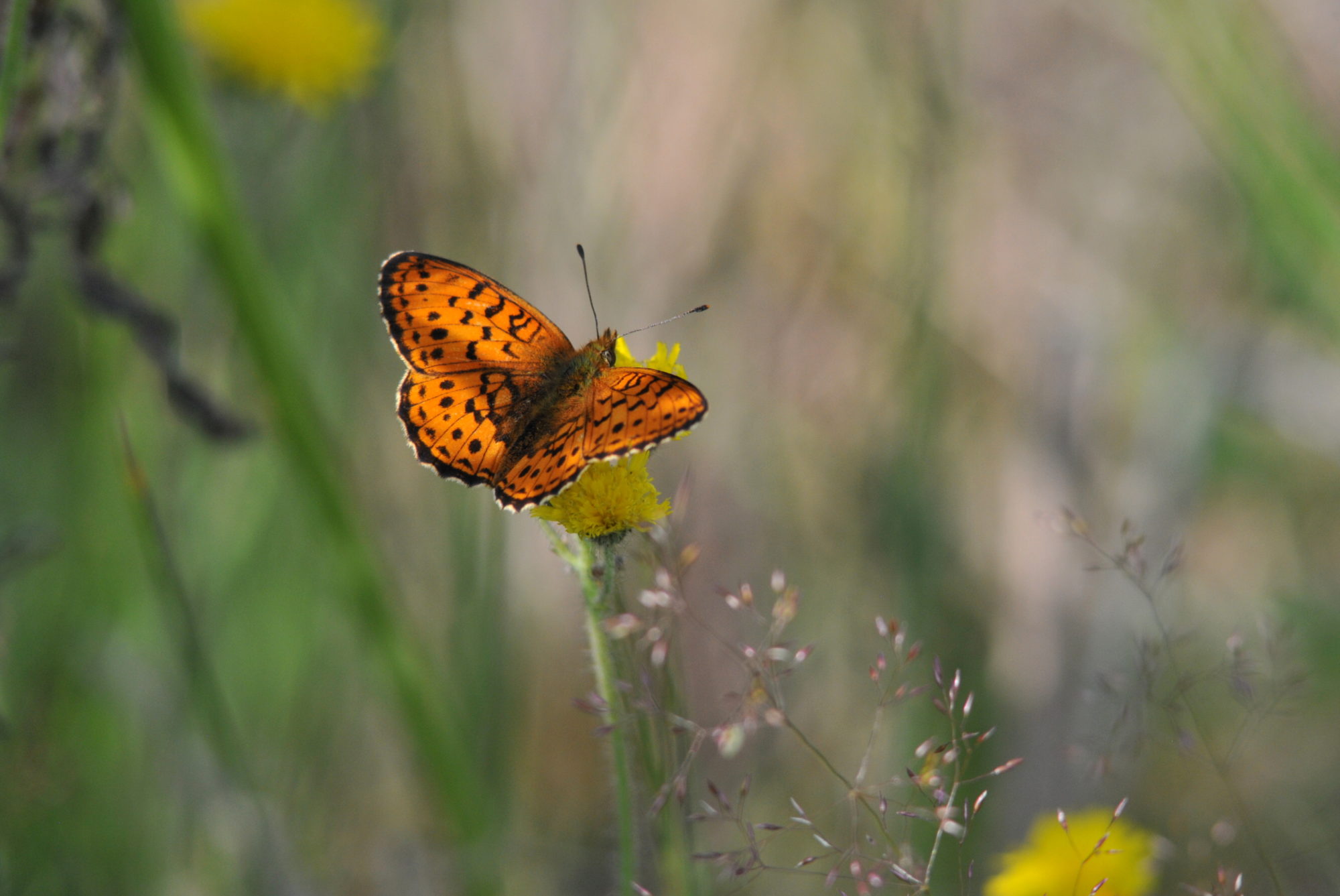 Valokuvaaja: Kaarlo Asikainen