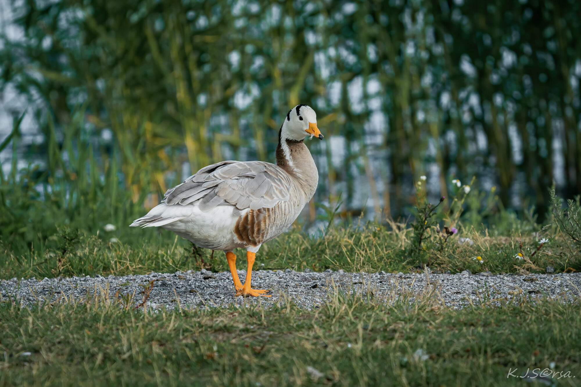 Valokuvaaja: Kyösti Sorsa