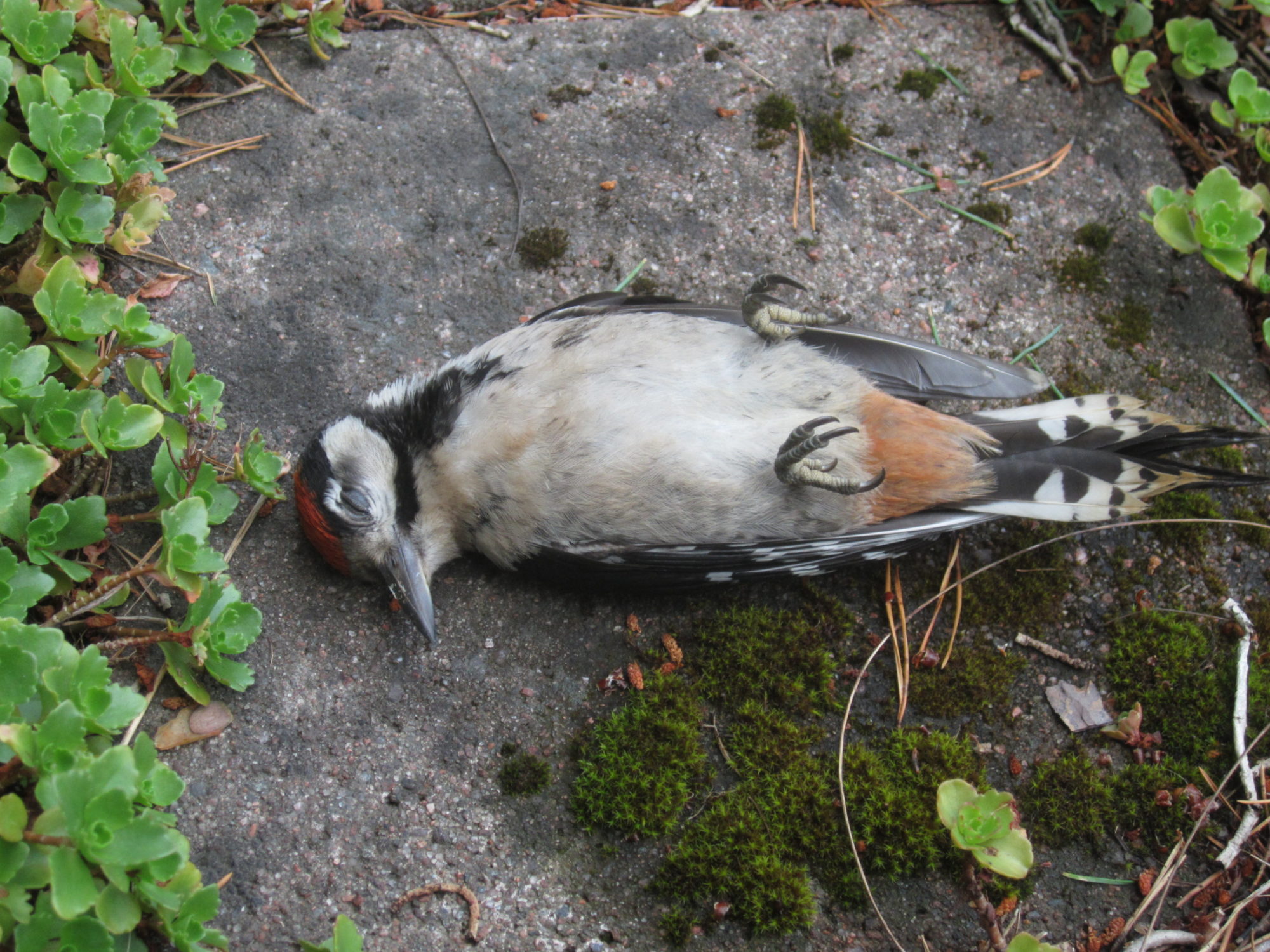 Valokuvaaja: Marita Portin