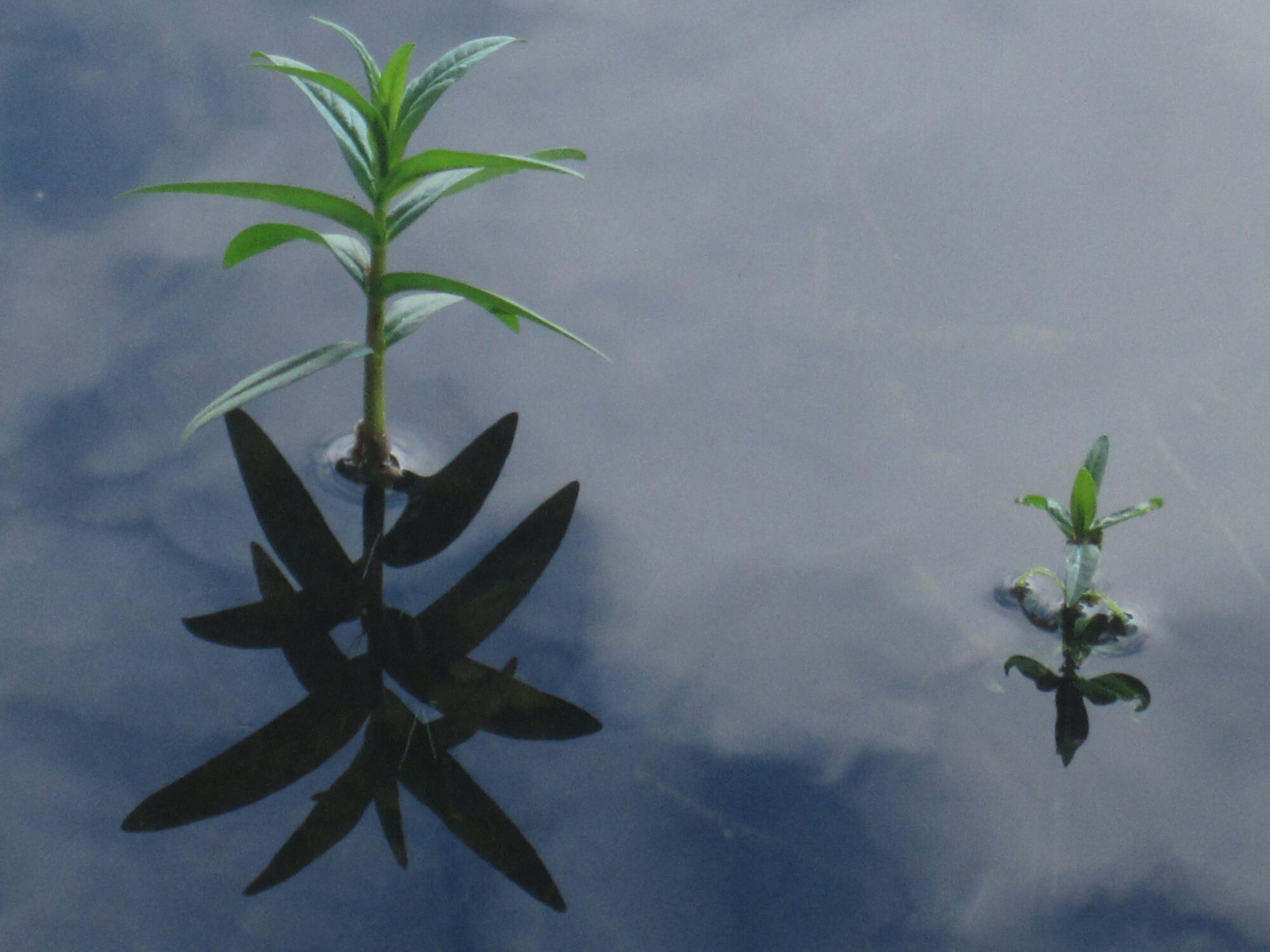 Valokuvaaja: Marita Portin