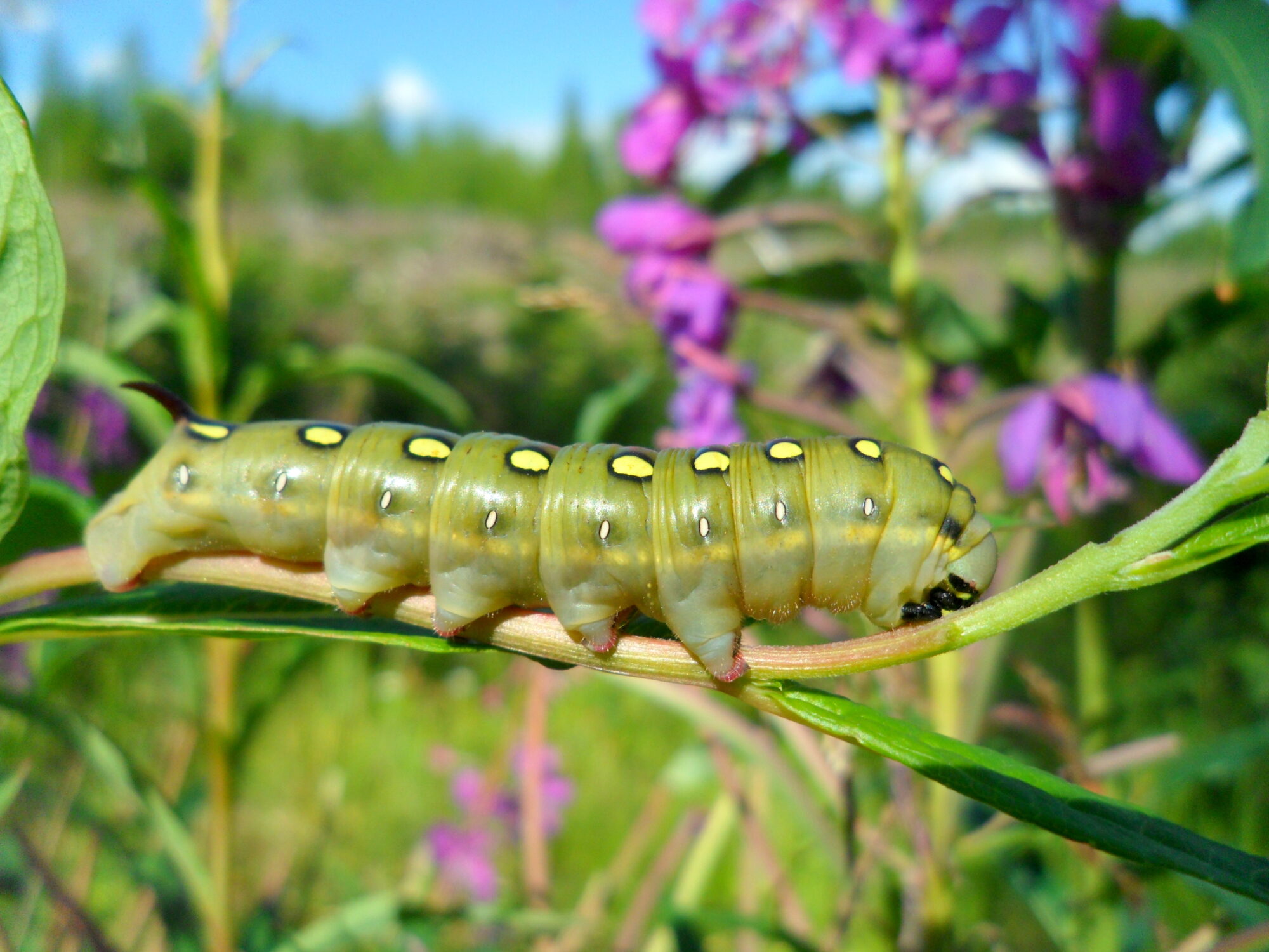 Valokuvaaja: Kaarlo Asikainen Valokuvaaja: Kaarlo Asikainen