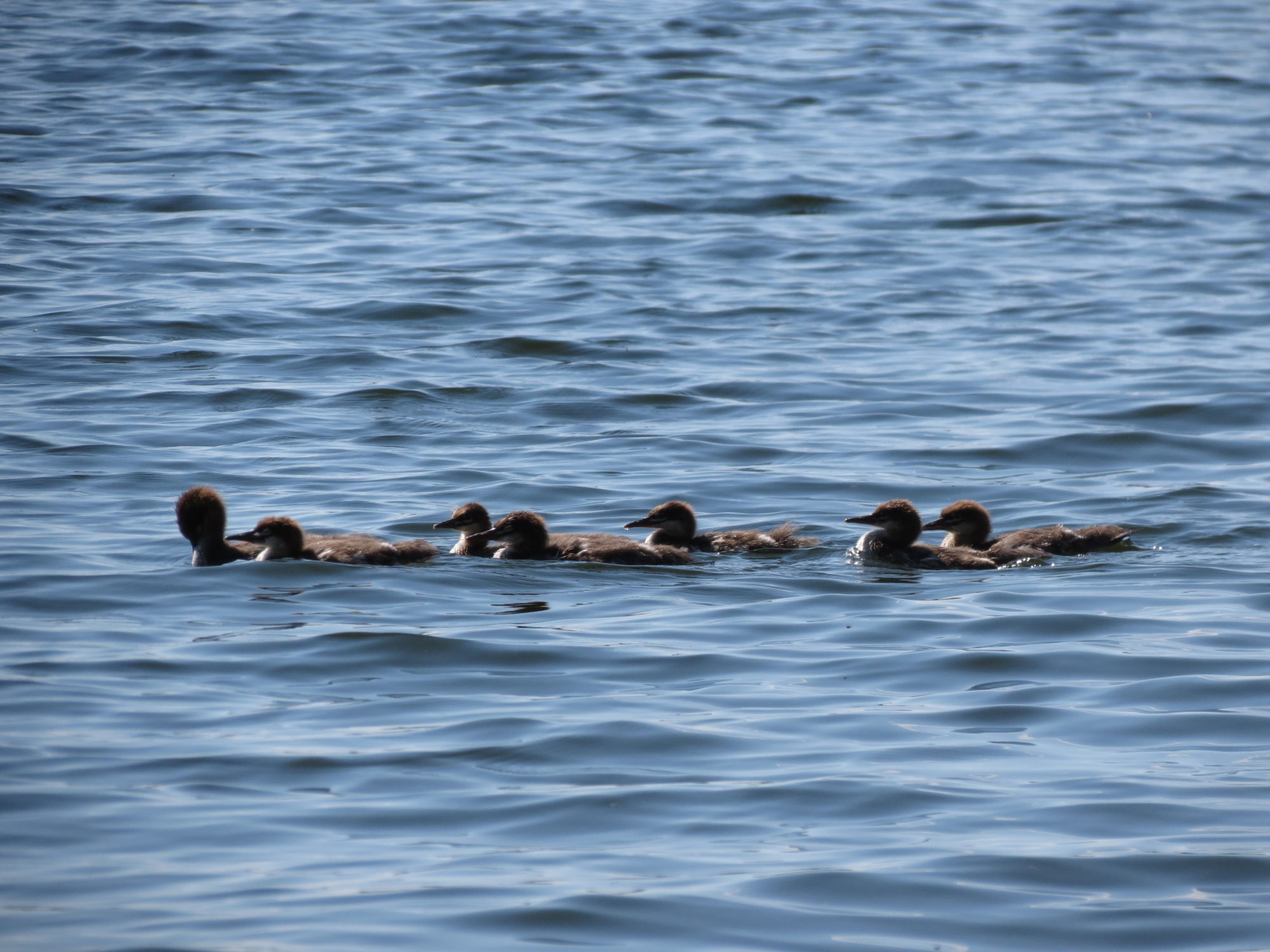Valokuvaaja: Elina Vuorimaa-Laukkanen