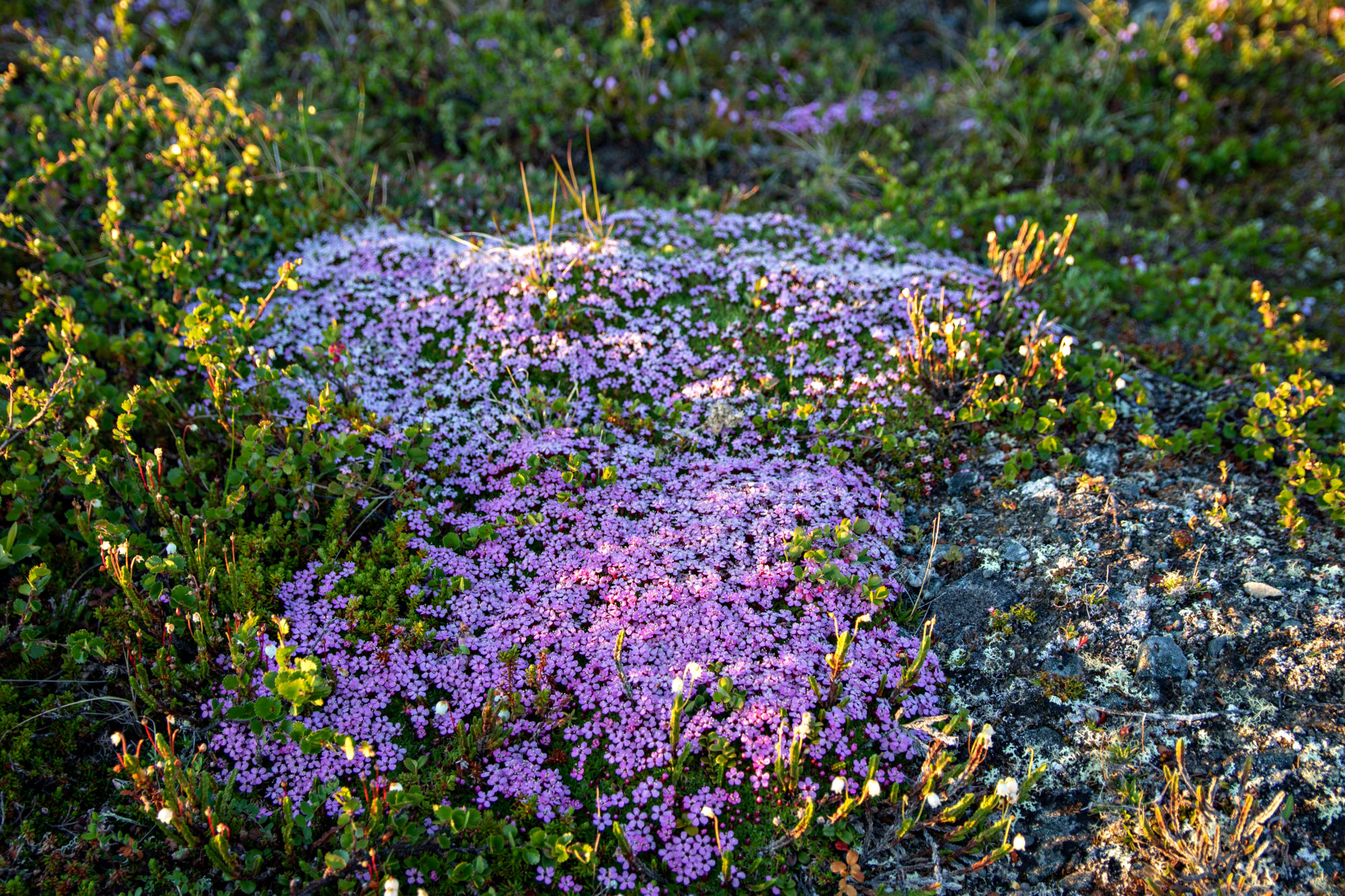 Valokuvaaja: Katri Niskanen Valokuvaaja: Katri Niskanen