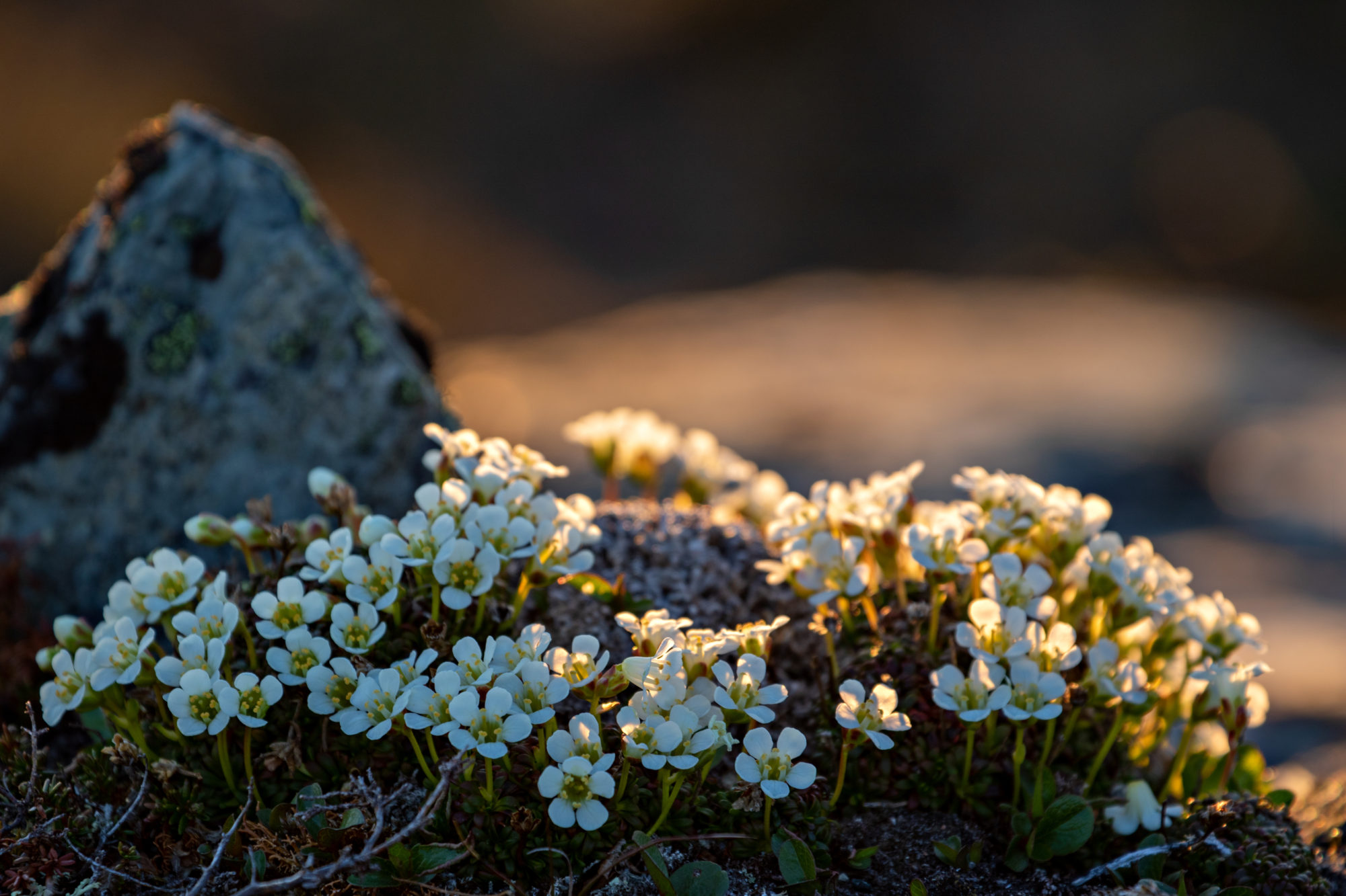 Valokuvaaja: Katri Niskanen
