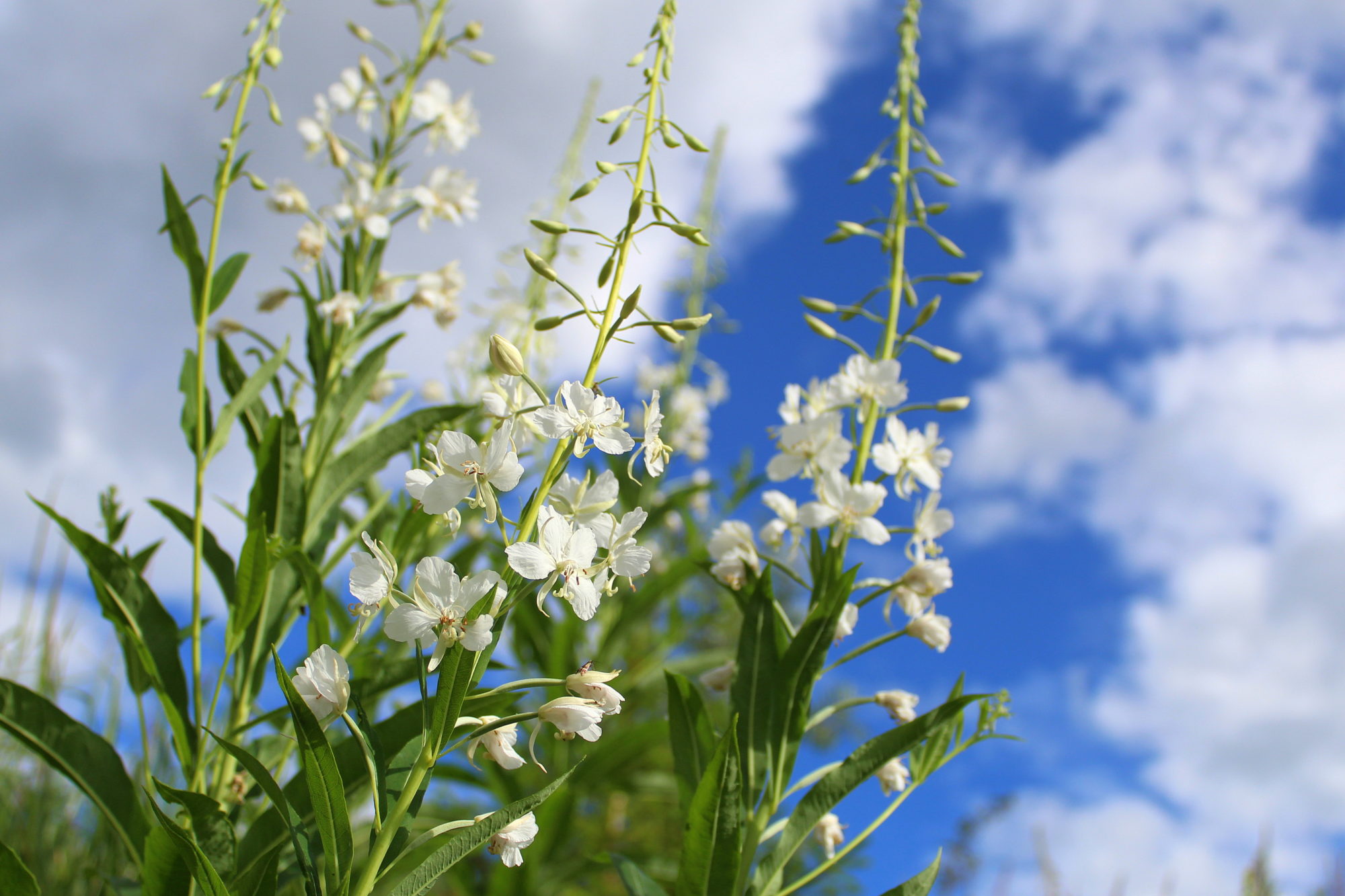 Valokuvaaja: Paula Savelius