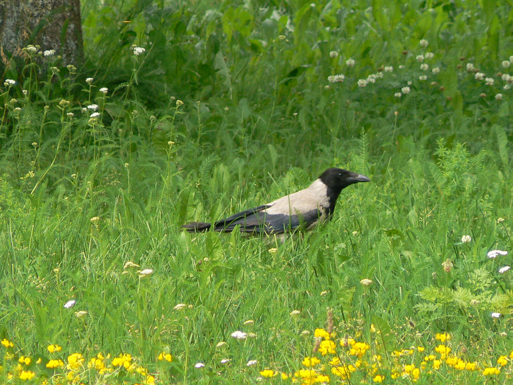 Valokuvaaja: Pekka Heino