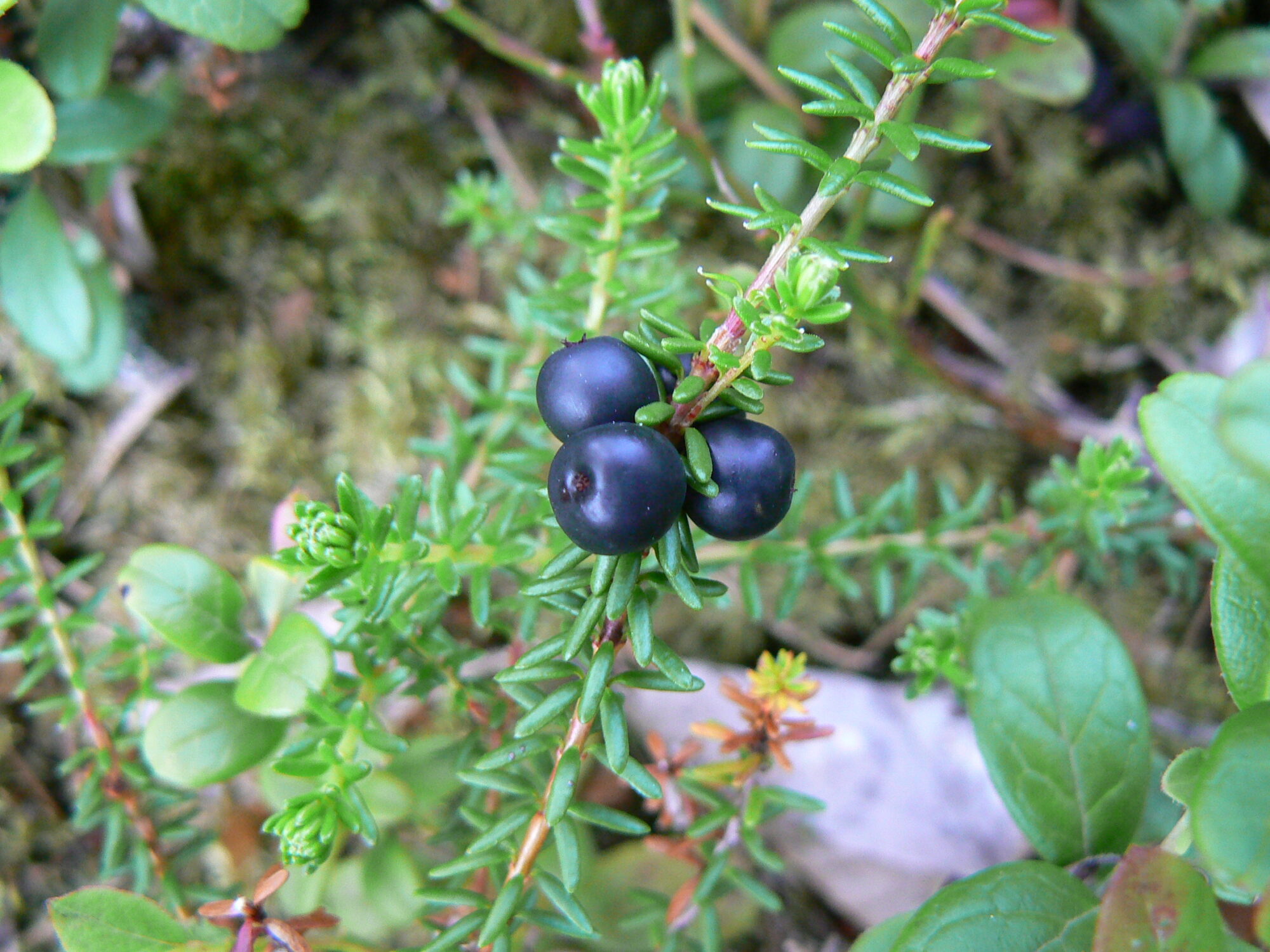 Valokuvaaja: Pekka Heino