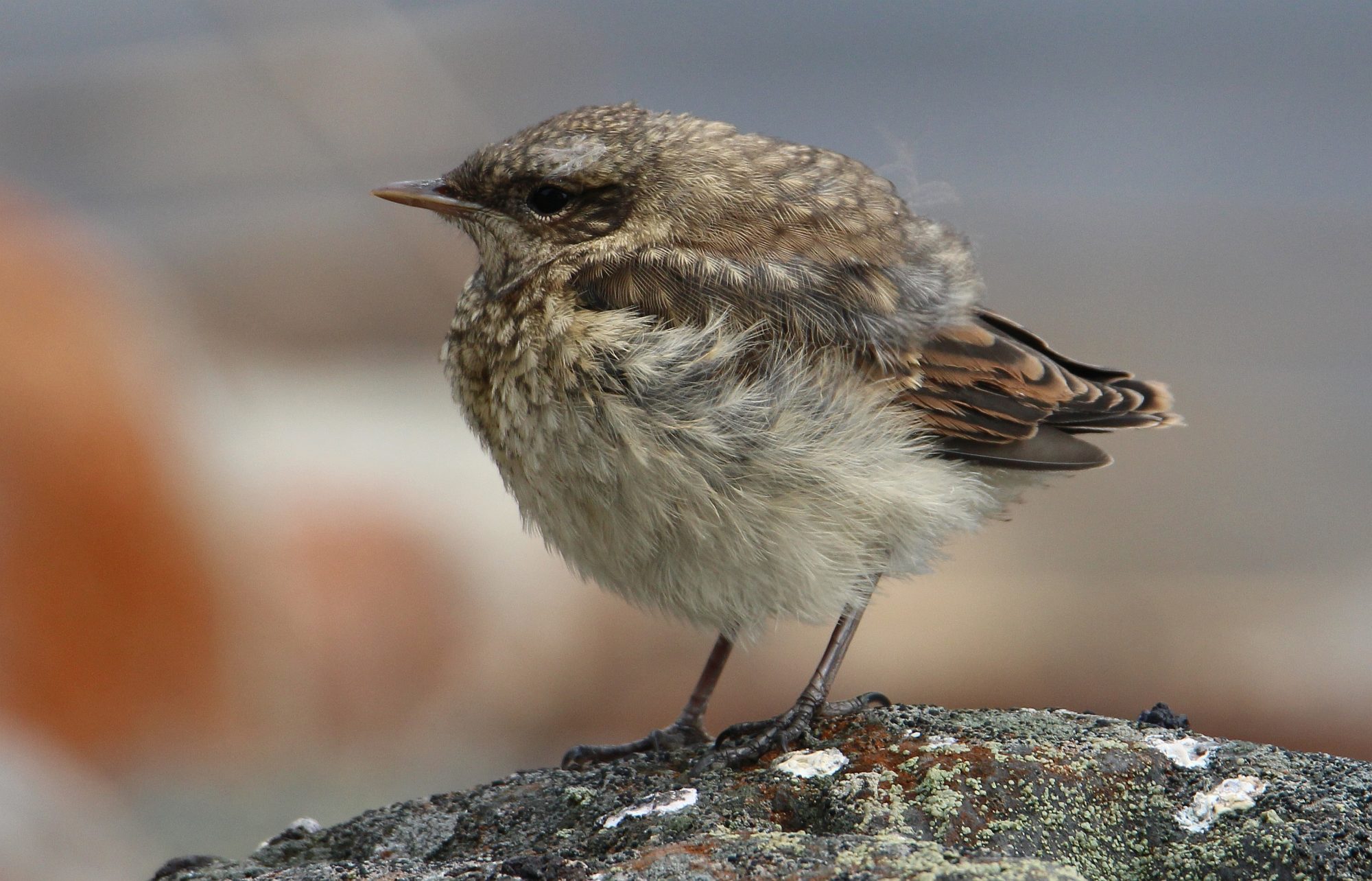 Valokuvaaja: Jaana Saarelainen