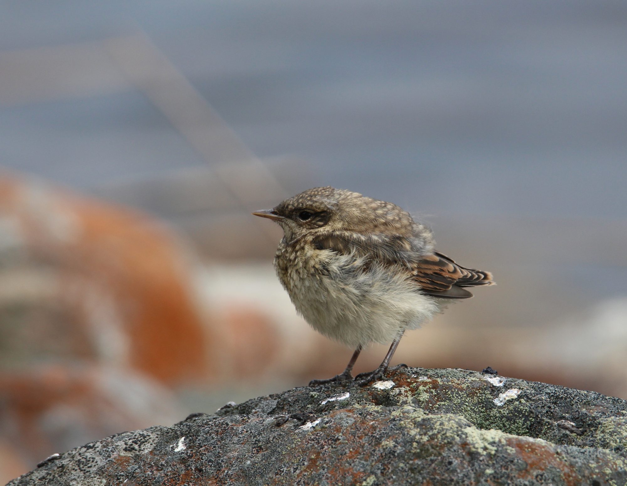 Valokuvaaja: Jaana Saarelainen