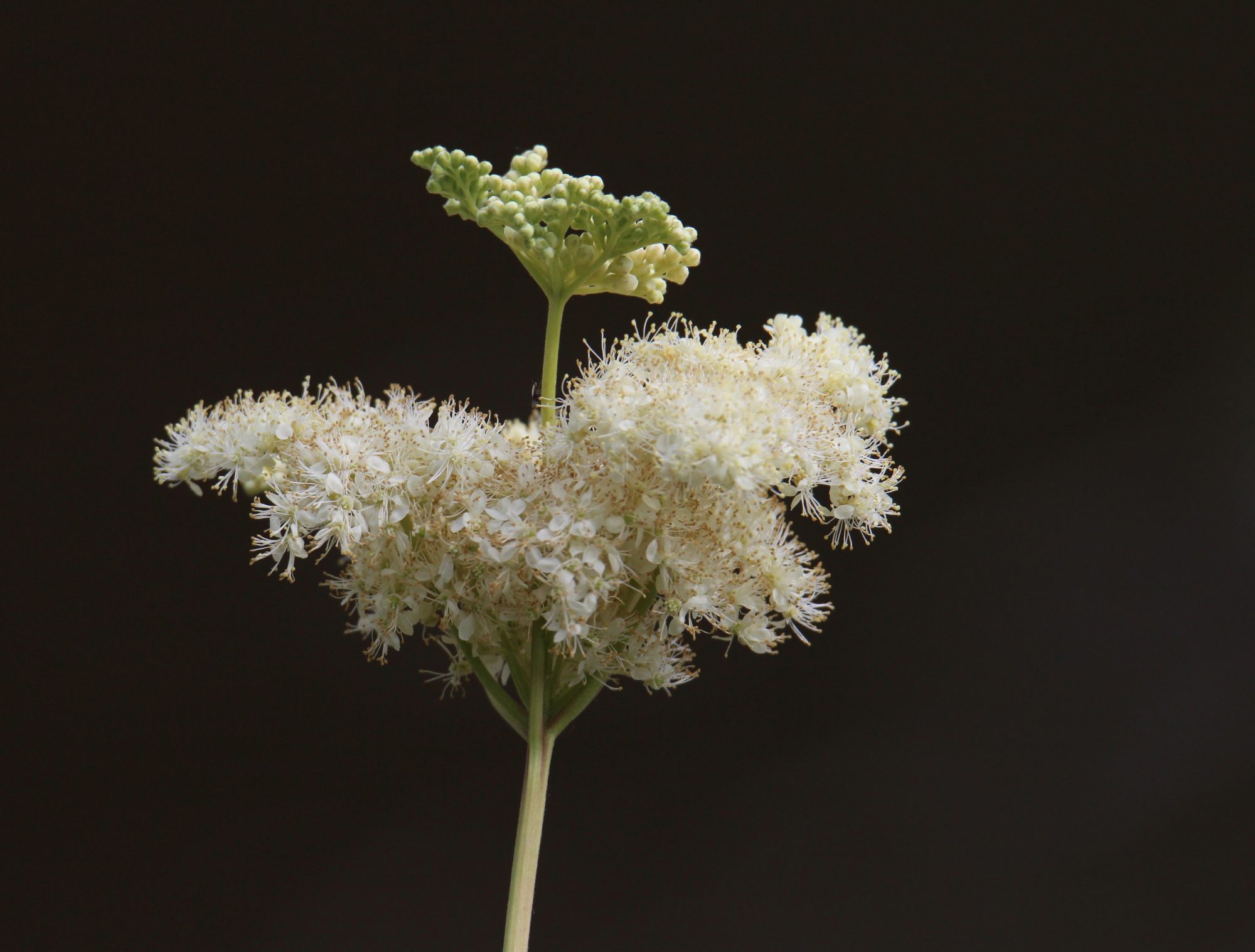 Valokuvaaja: Jaana Saarelainen