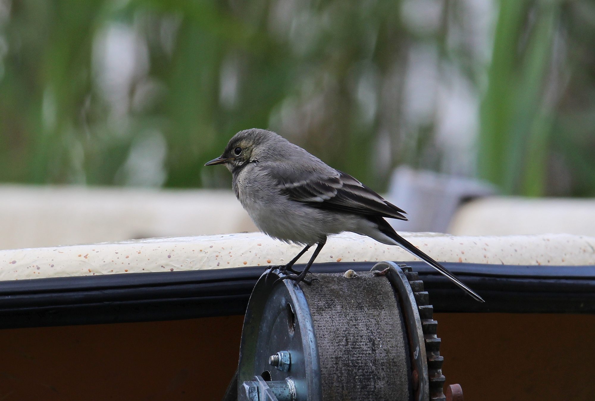 Valokuvaaja: Jaana Saarelainen