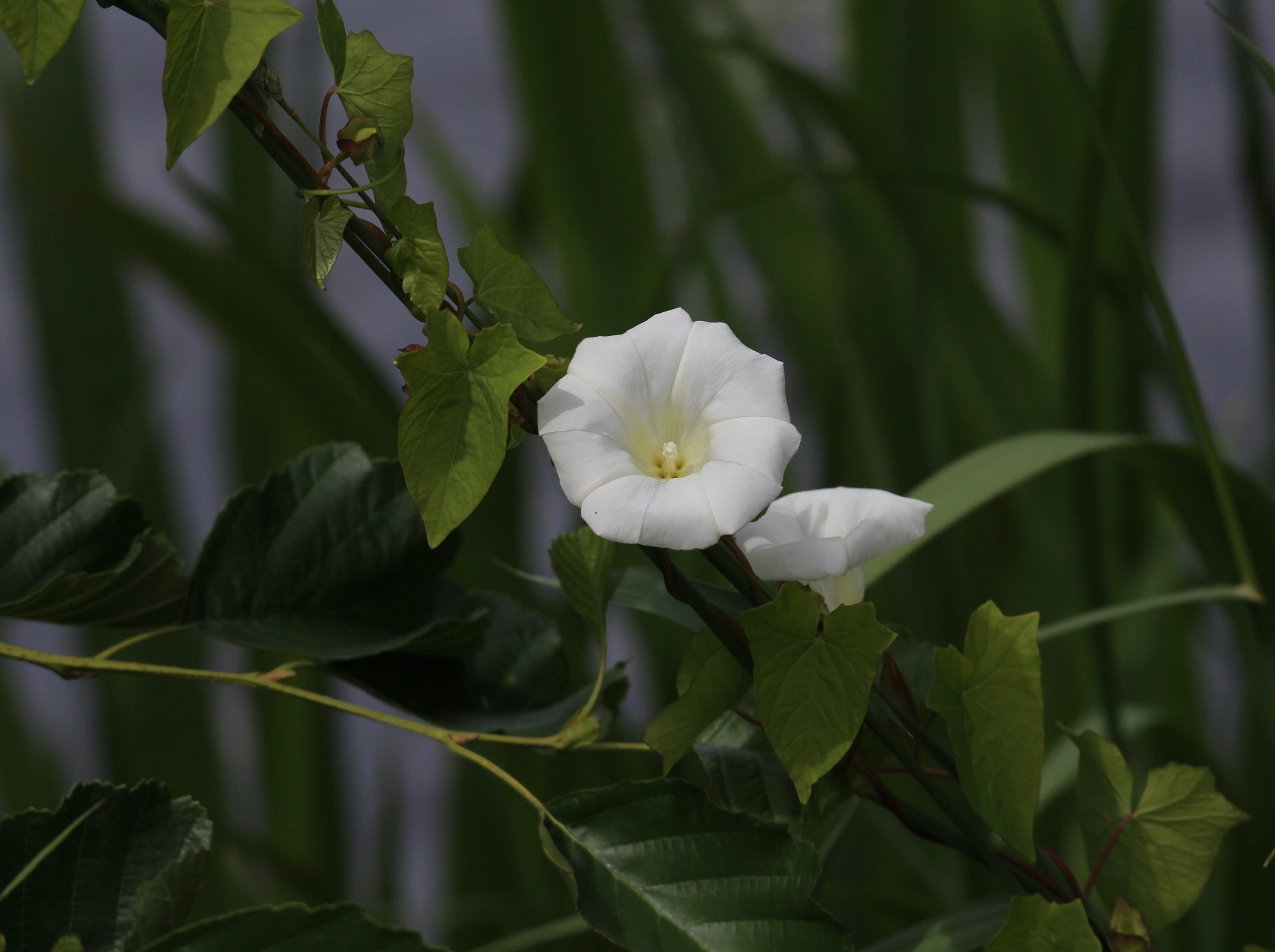 Valokuvaaja: Jaana Saarelainen