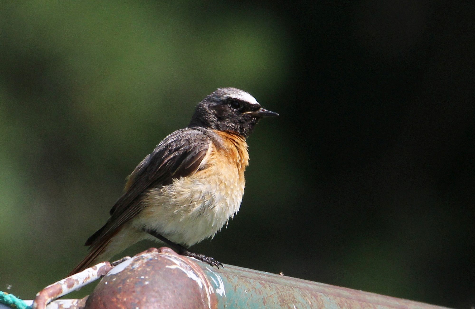 Valokuvaaja: Jaana Saarelainen