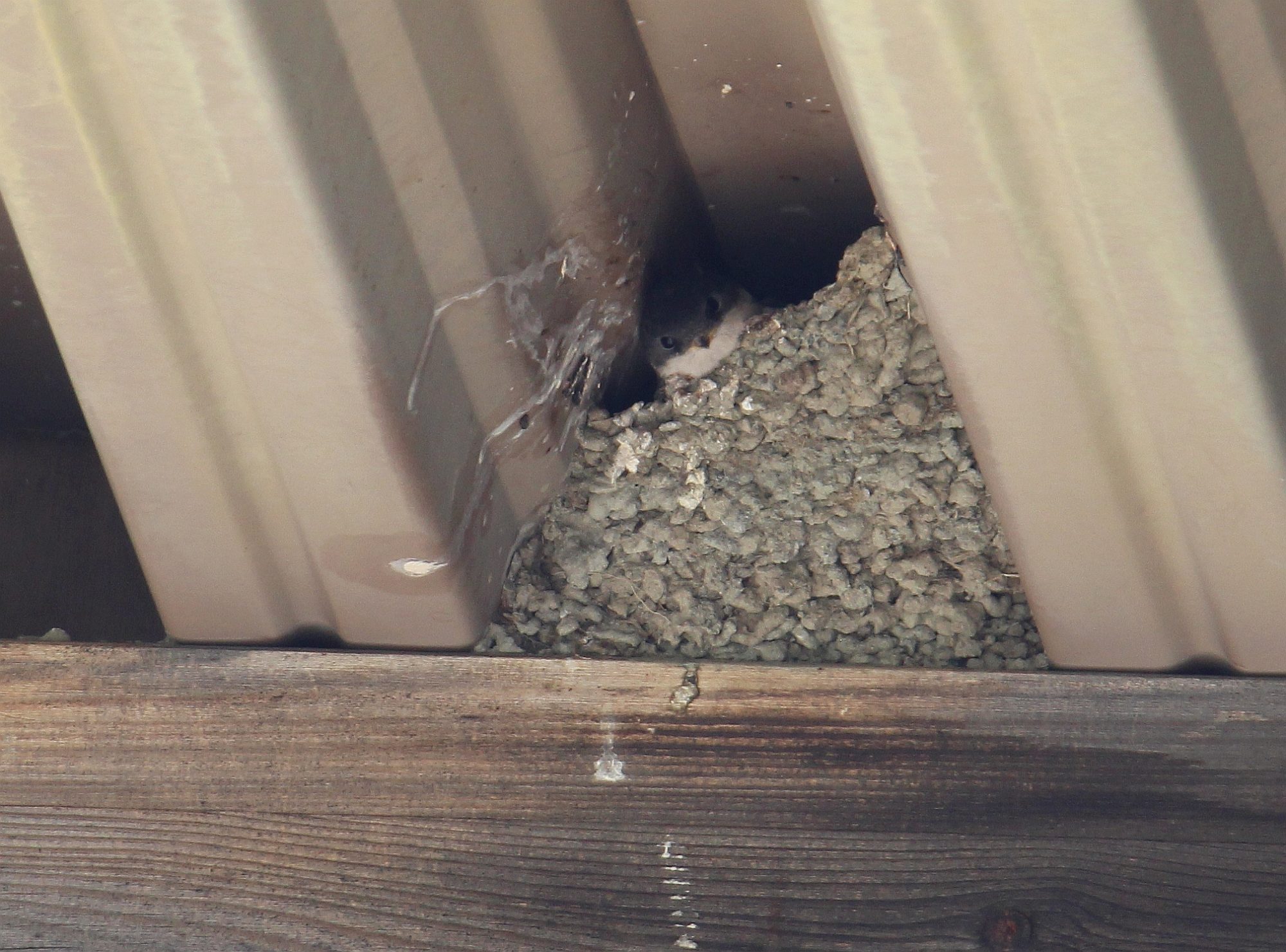 Valokuvaaja: Jaana Saarelainen