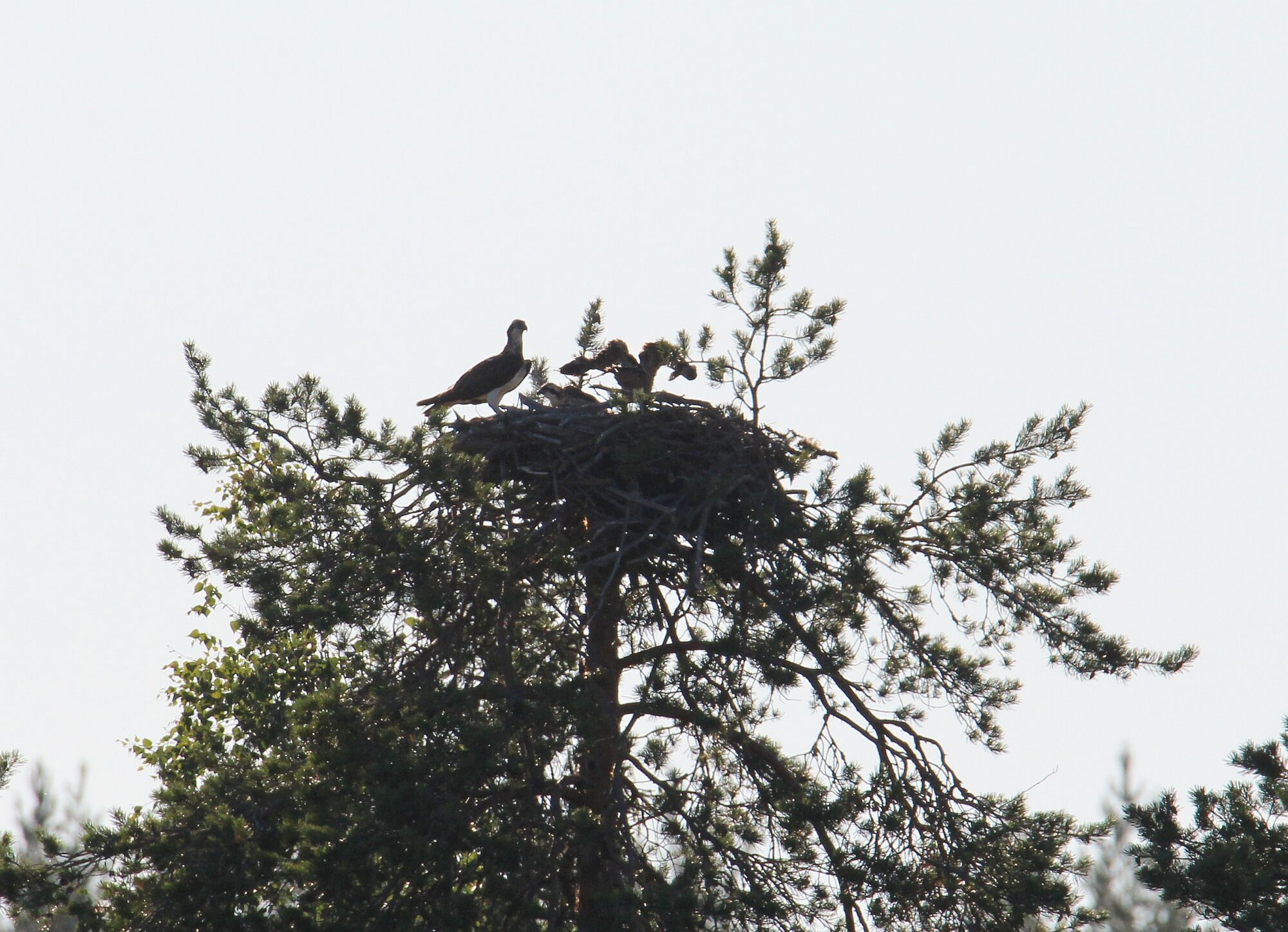 Valokuvaaja: Jaana Saarelainen