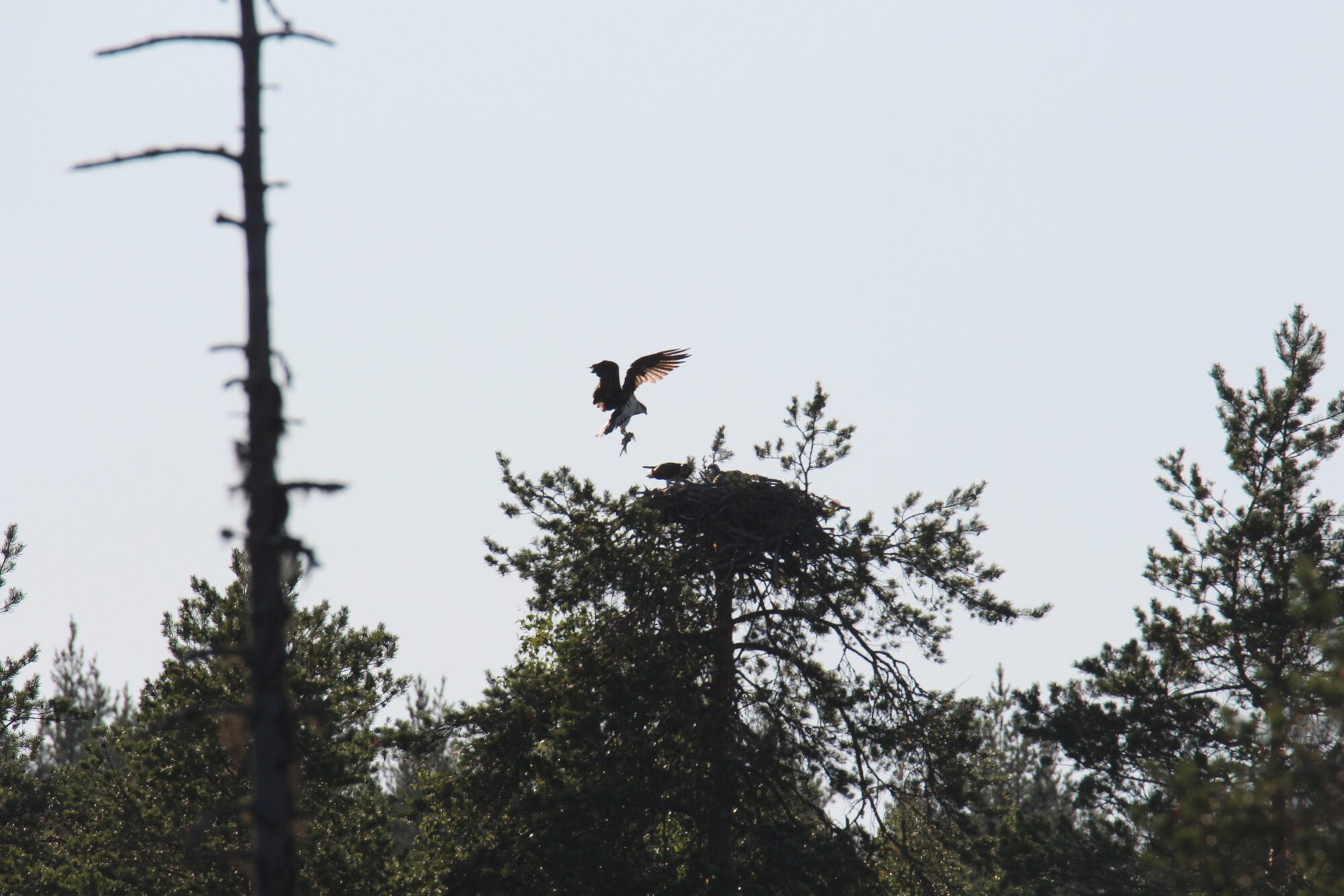Valokuvaaja: Jaana Saarelainen
