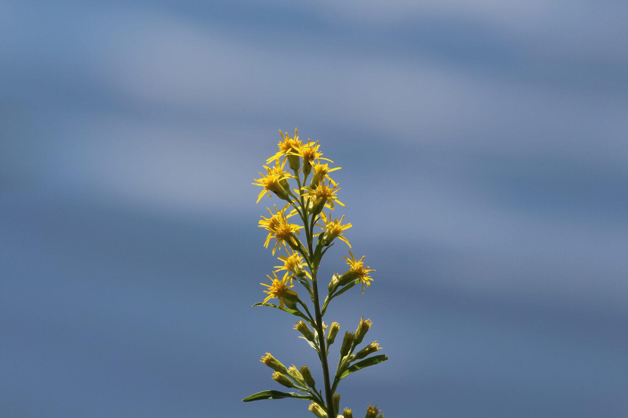 Valokuvaaja: Jaana Saarelainen
