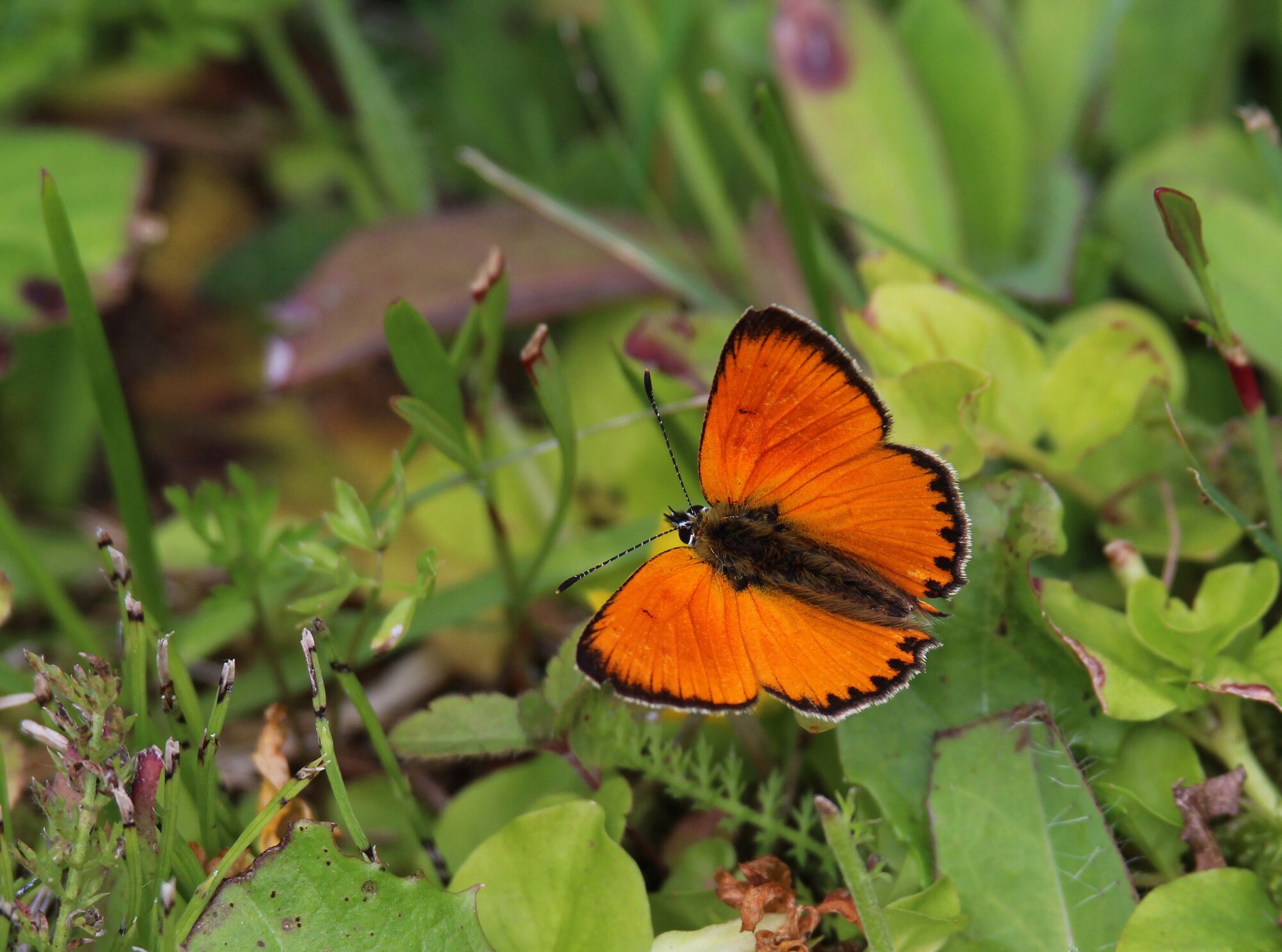 Valokuvaaja: Jaana Saarelainen Valokuvaaja: Jaana Saarelainen