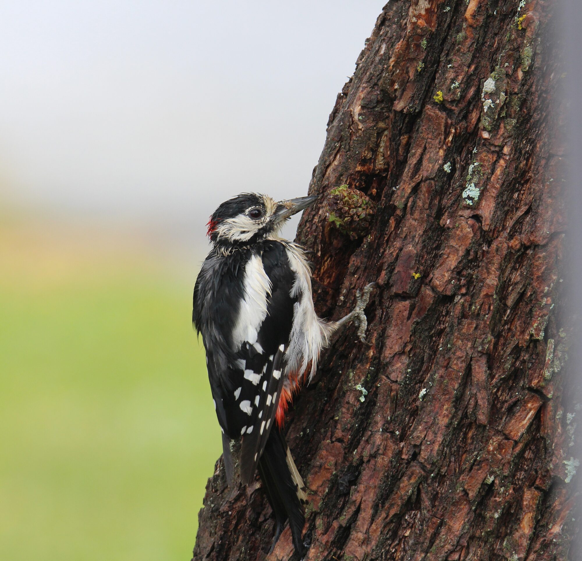 Valokuvaaja: Jaana Saarelainen