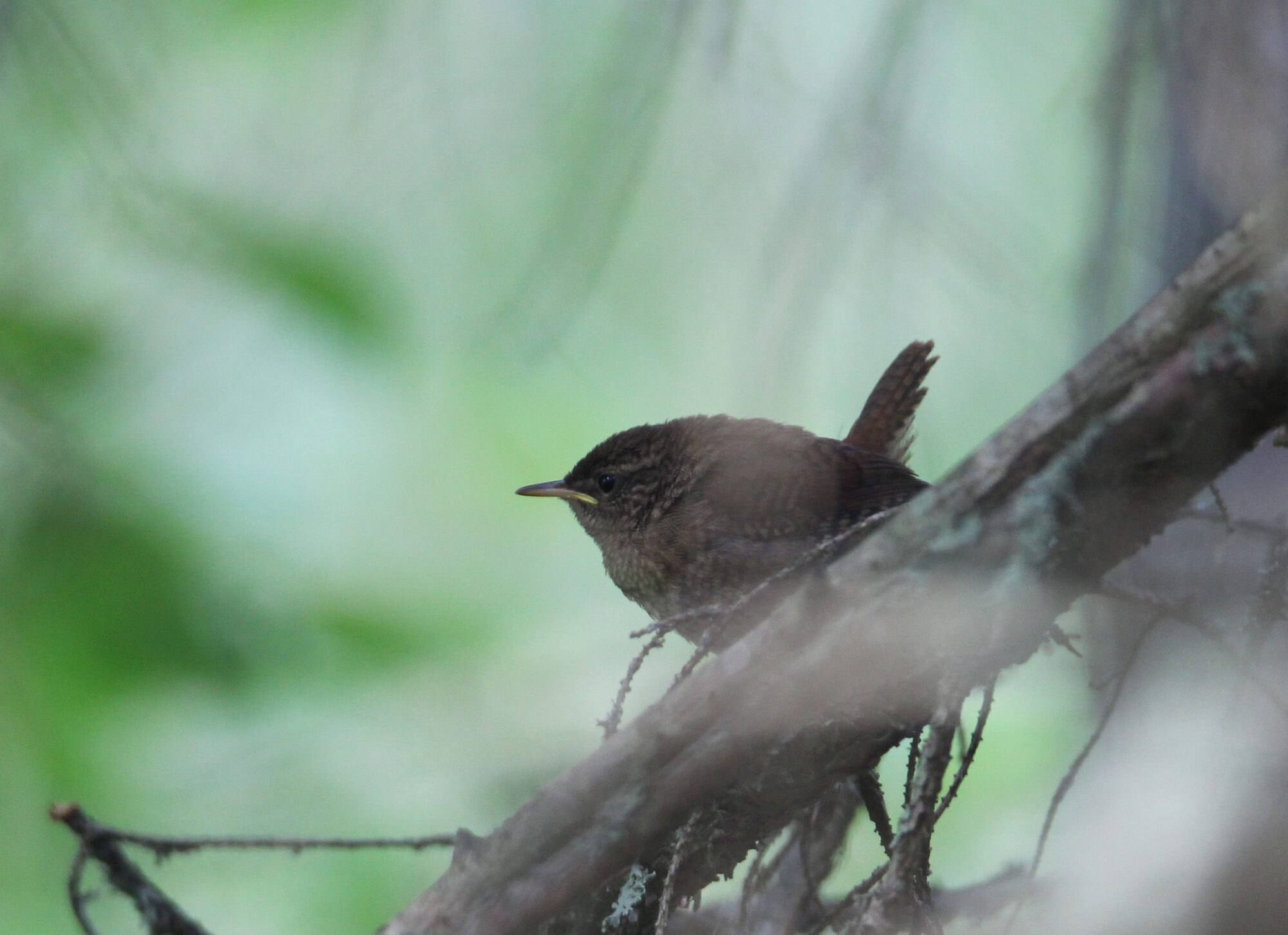 Valokuvaaja: Jaana Saarelainen