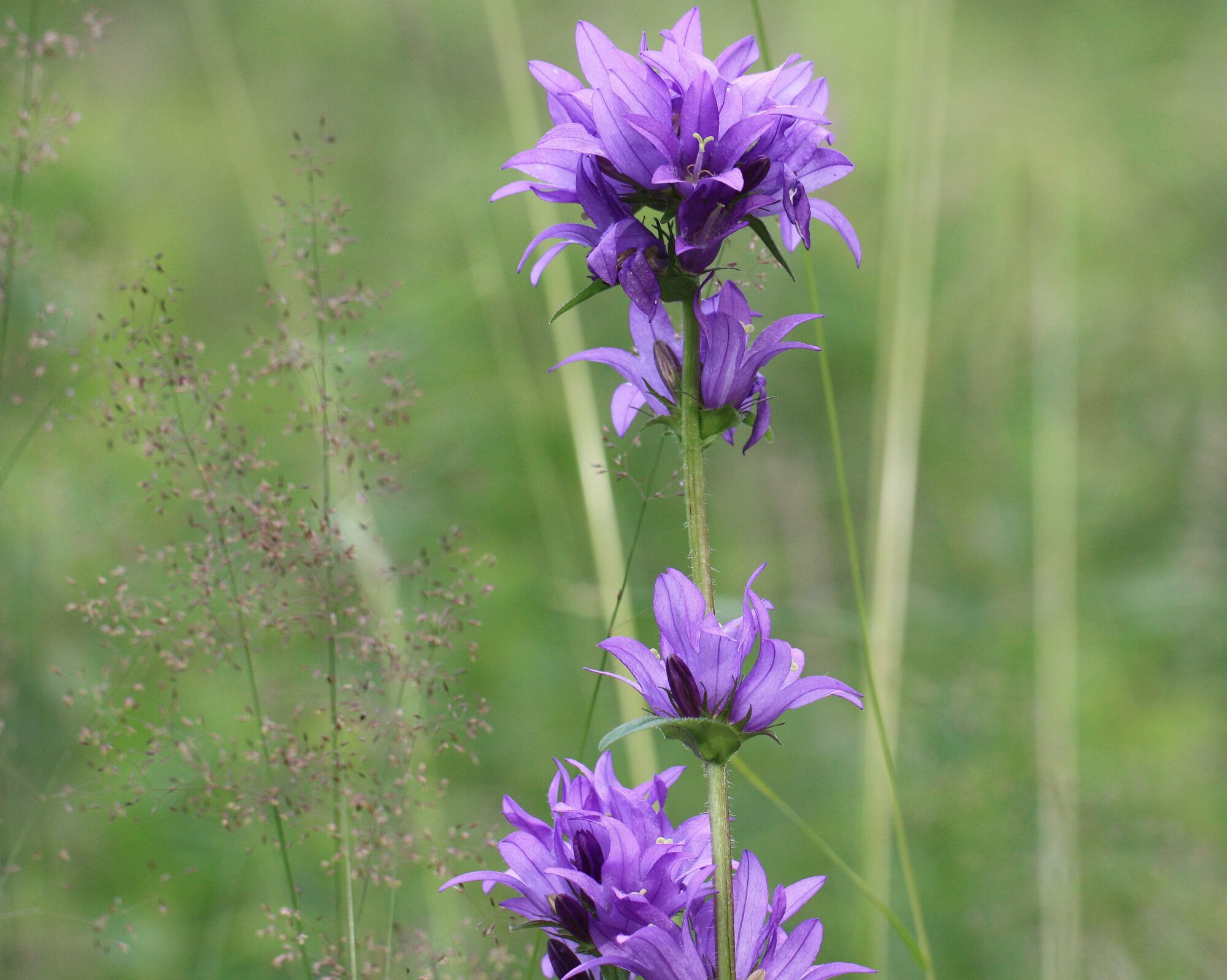 Valokuvaaja: Jaana Saarelainen