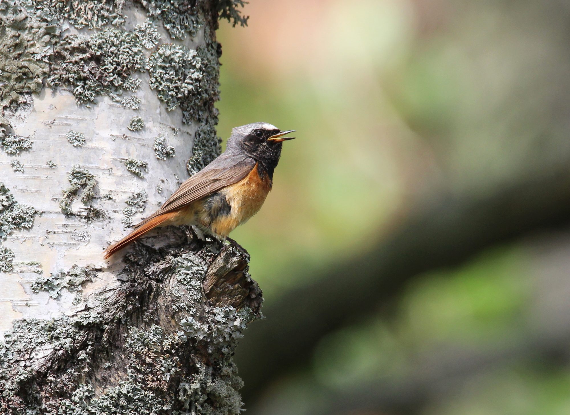 Valokuvaaja: Jaana Saarelainen