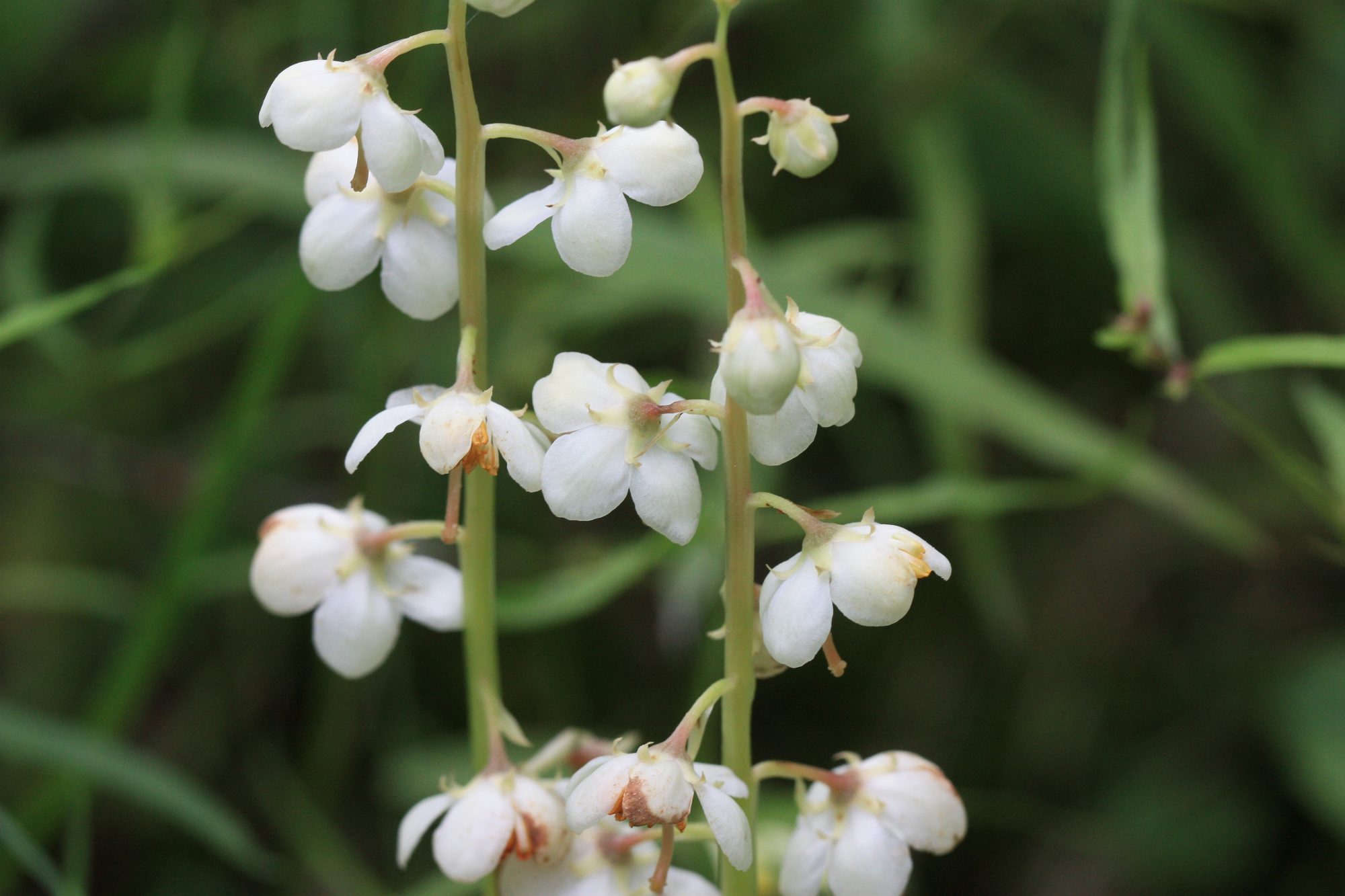 Valokuvaaja: Jaana Saarelainen