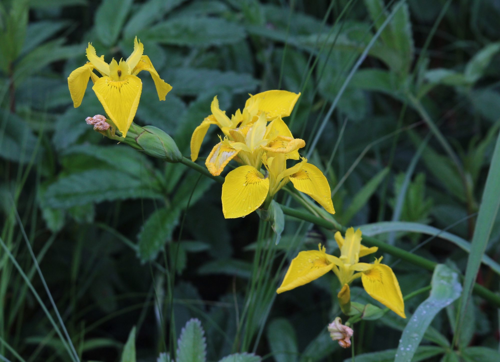 Valokuvaaja: Jaana Saarelainen