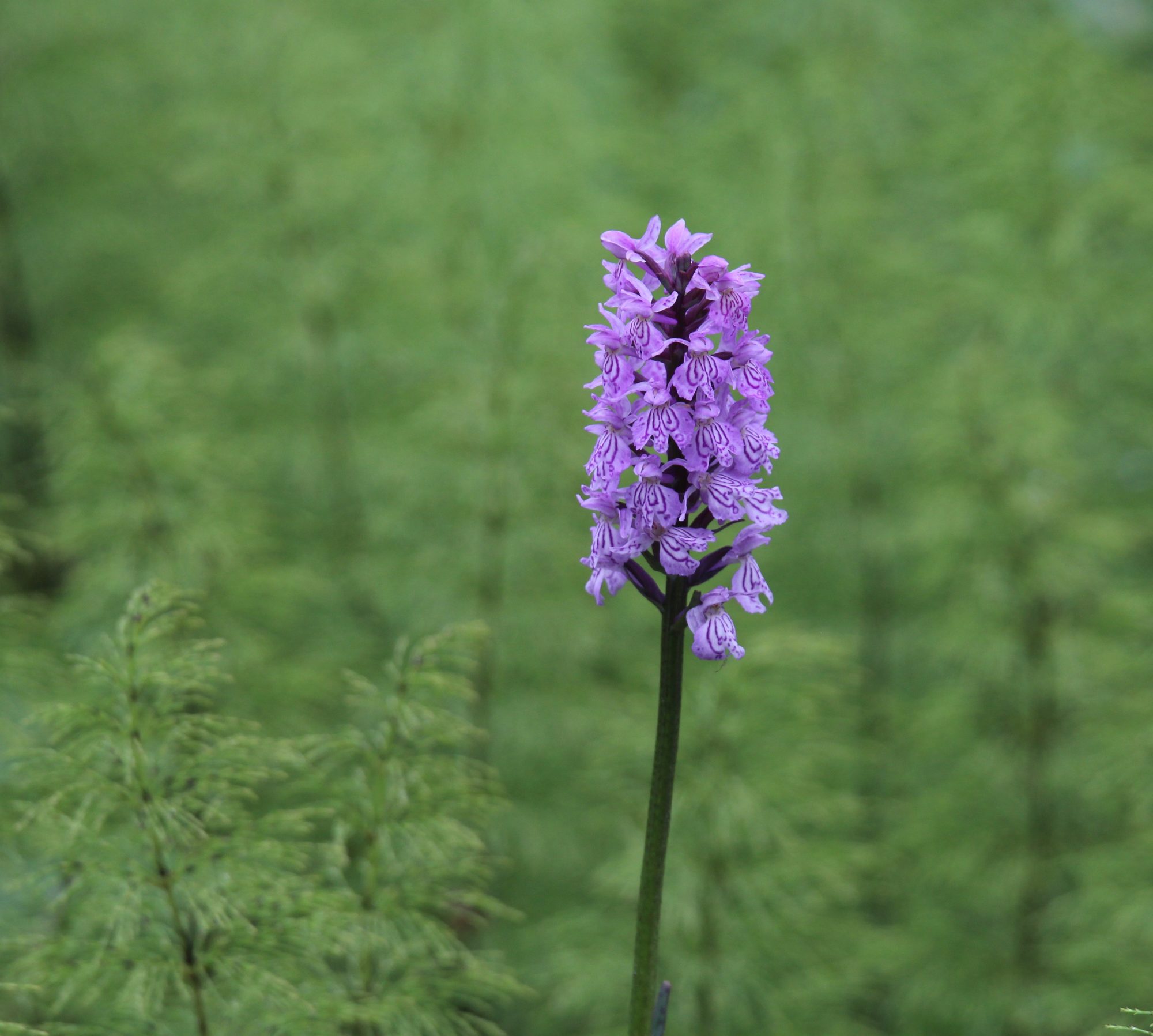 Valokuvaaja: Jaana Saarelainen