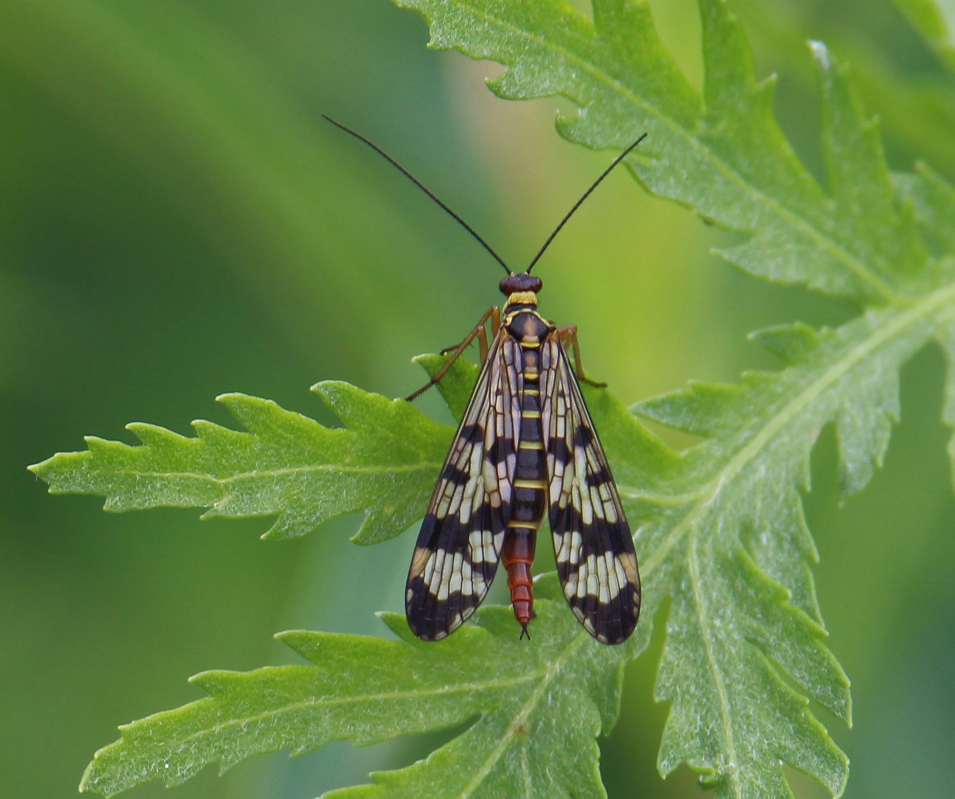 Valokuvaaja: Jaana Saarelainen